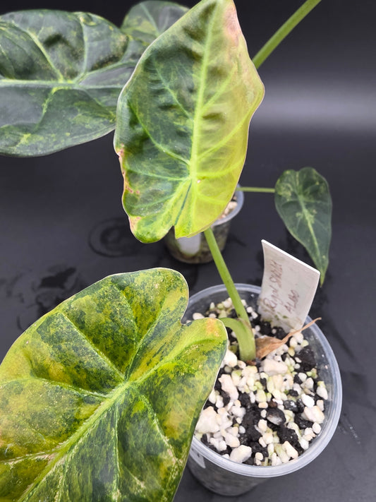 Alocasia Regal Shield Aurea Variegated Elephant Ear Alocasia