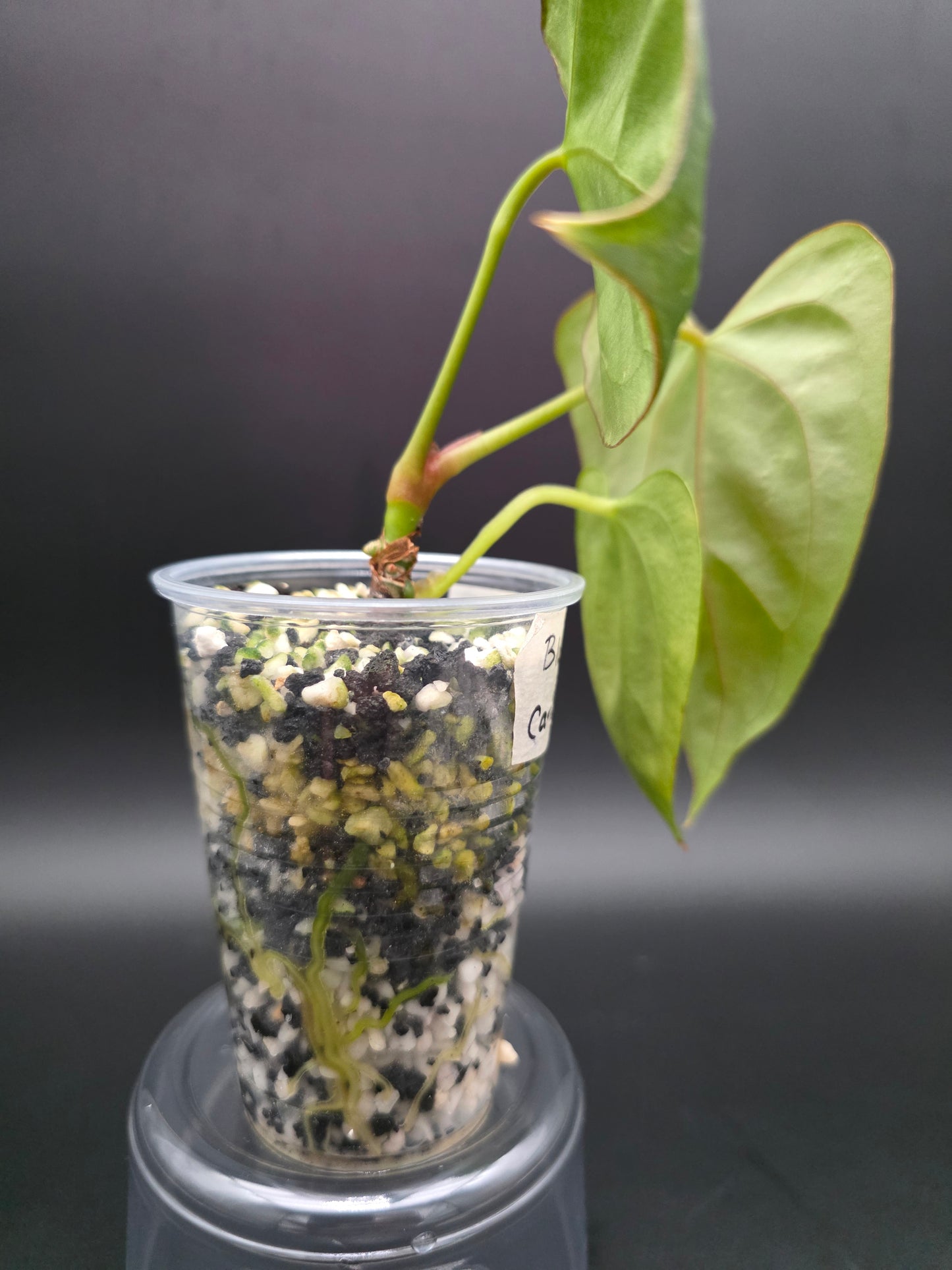 Anthurium Blue Papi x Carla Blackiae -EXACT PLANT