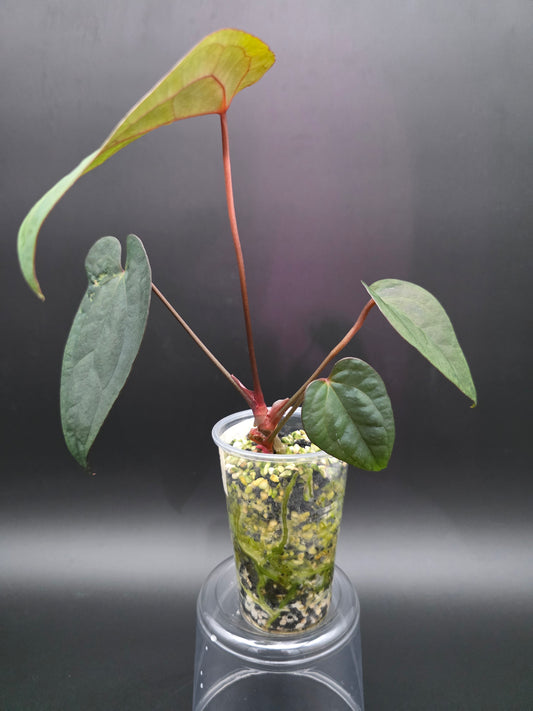 Anthurium Ace of Spades x Dark Phoenix- EXACT PLANT- Rare Dark Velvet Anthurium Hybrid with Intense Color and Texture