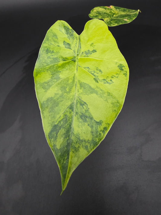 Alocasia Gaugeana Aurea Large-Leaf Variegated Alocasia with Golden Yellow Patterning