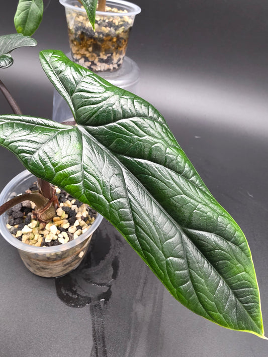 Alocasia Scalprum