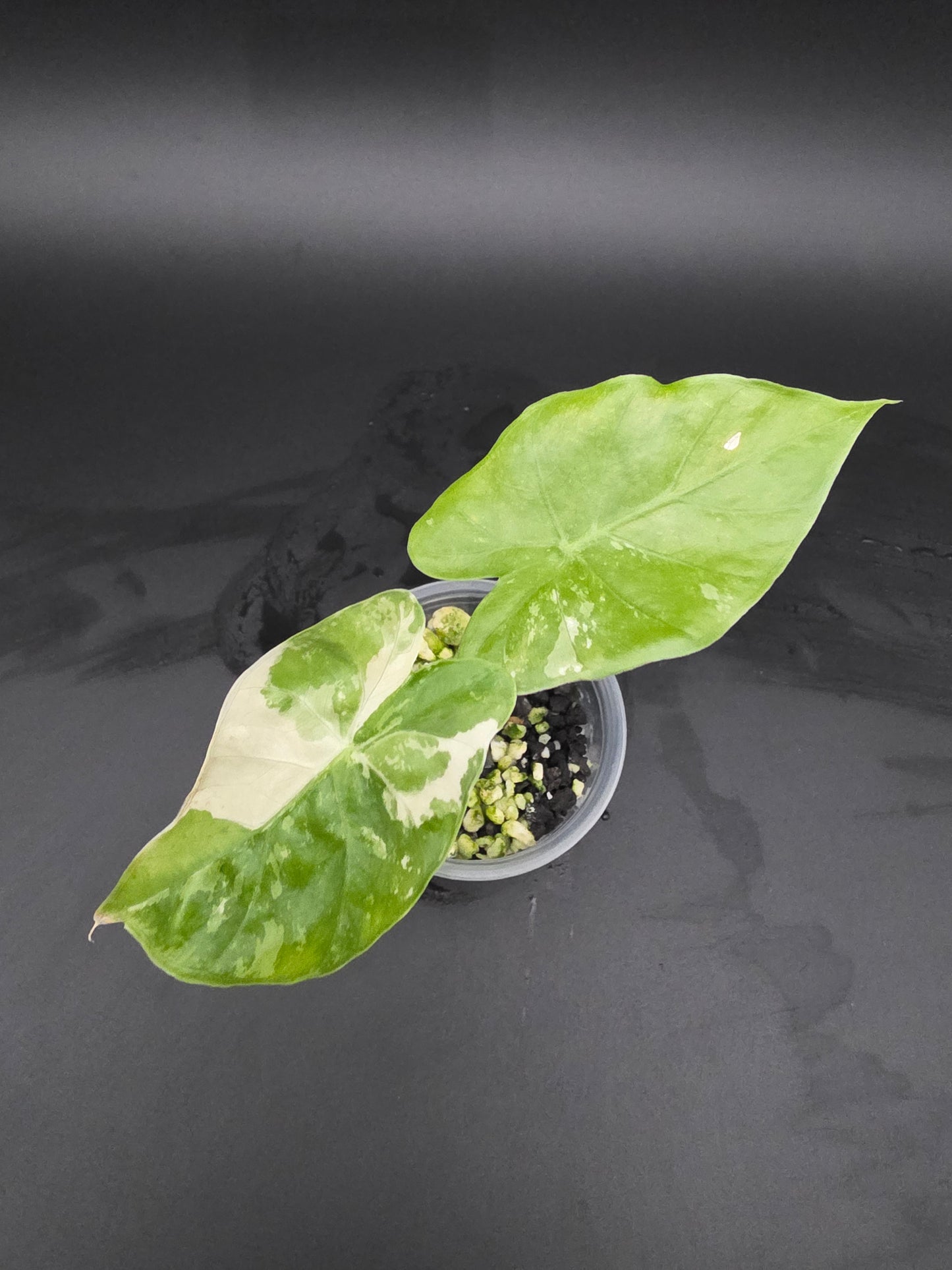 Alocasia NOID Albo - Small pot