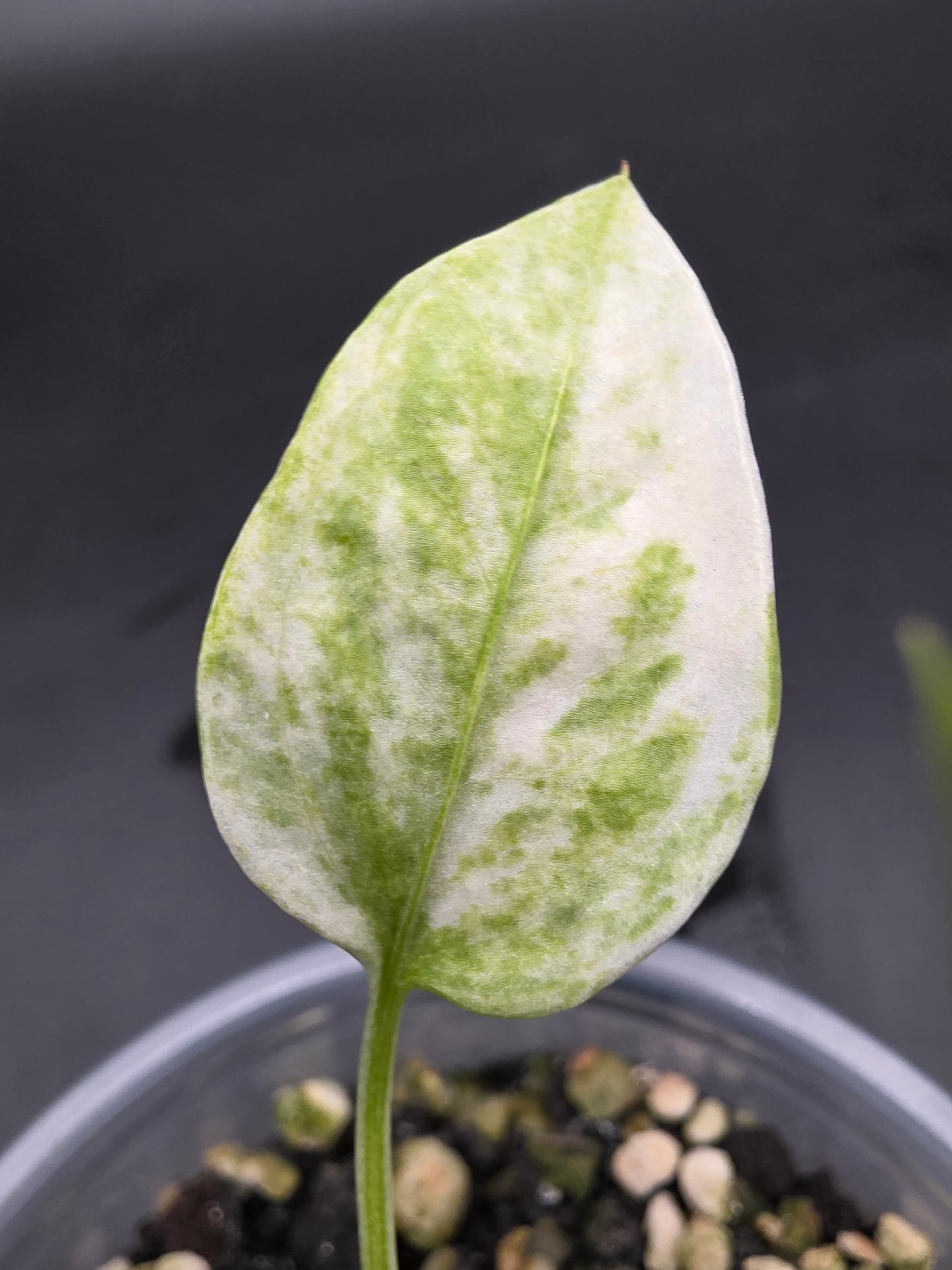 Anthurium Vittarifolium