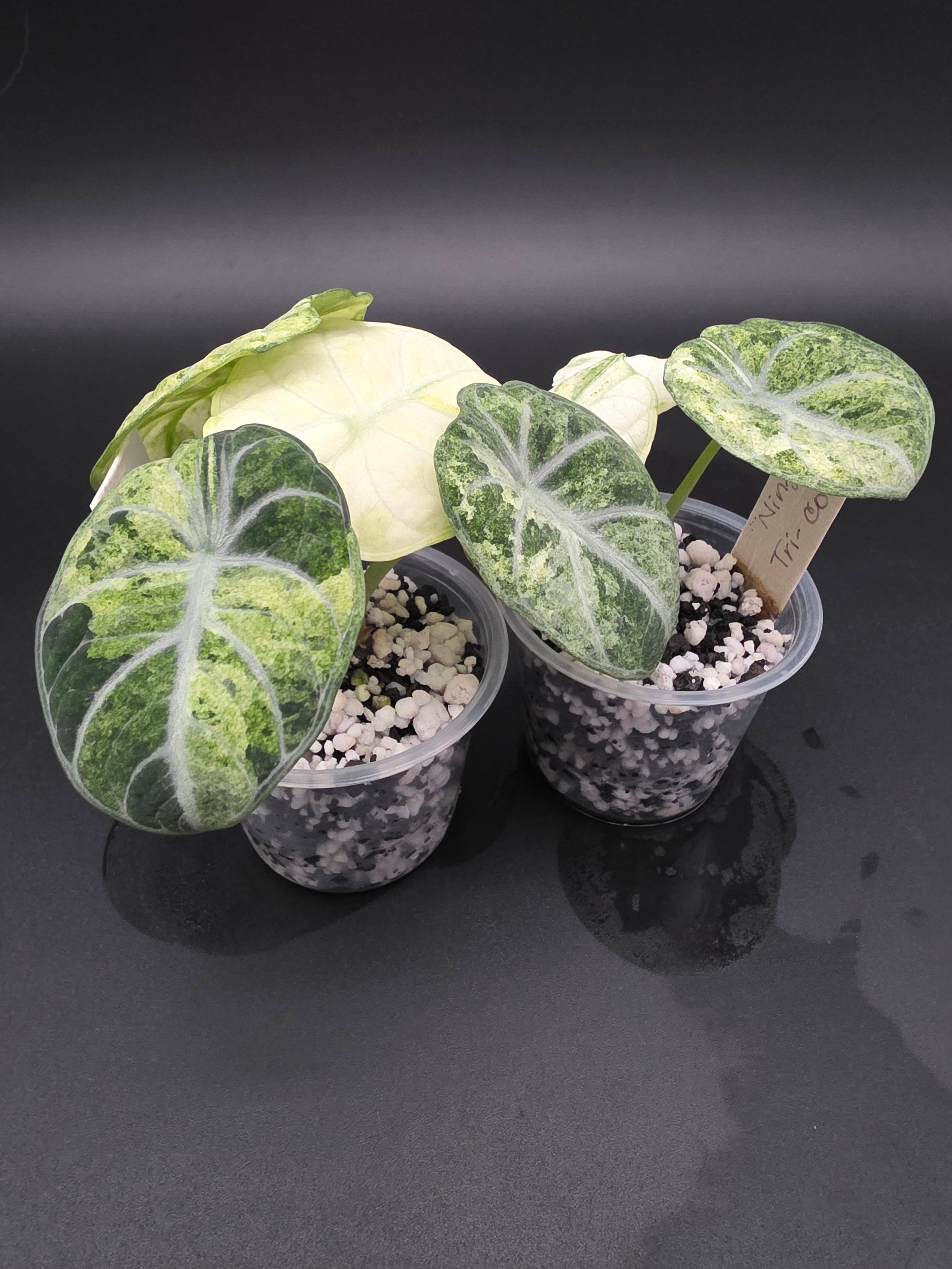 Alocasia Ninja Tri-Color – A Growing Hobby