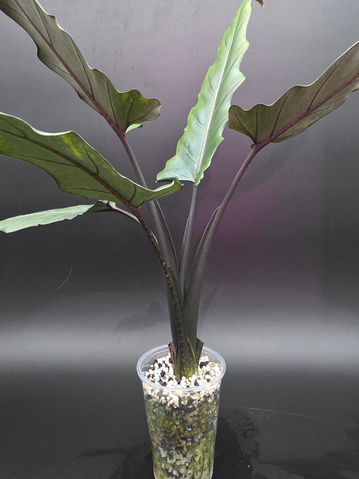 Alocasia Lauterbachiana Purple Sword