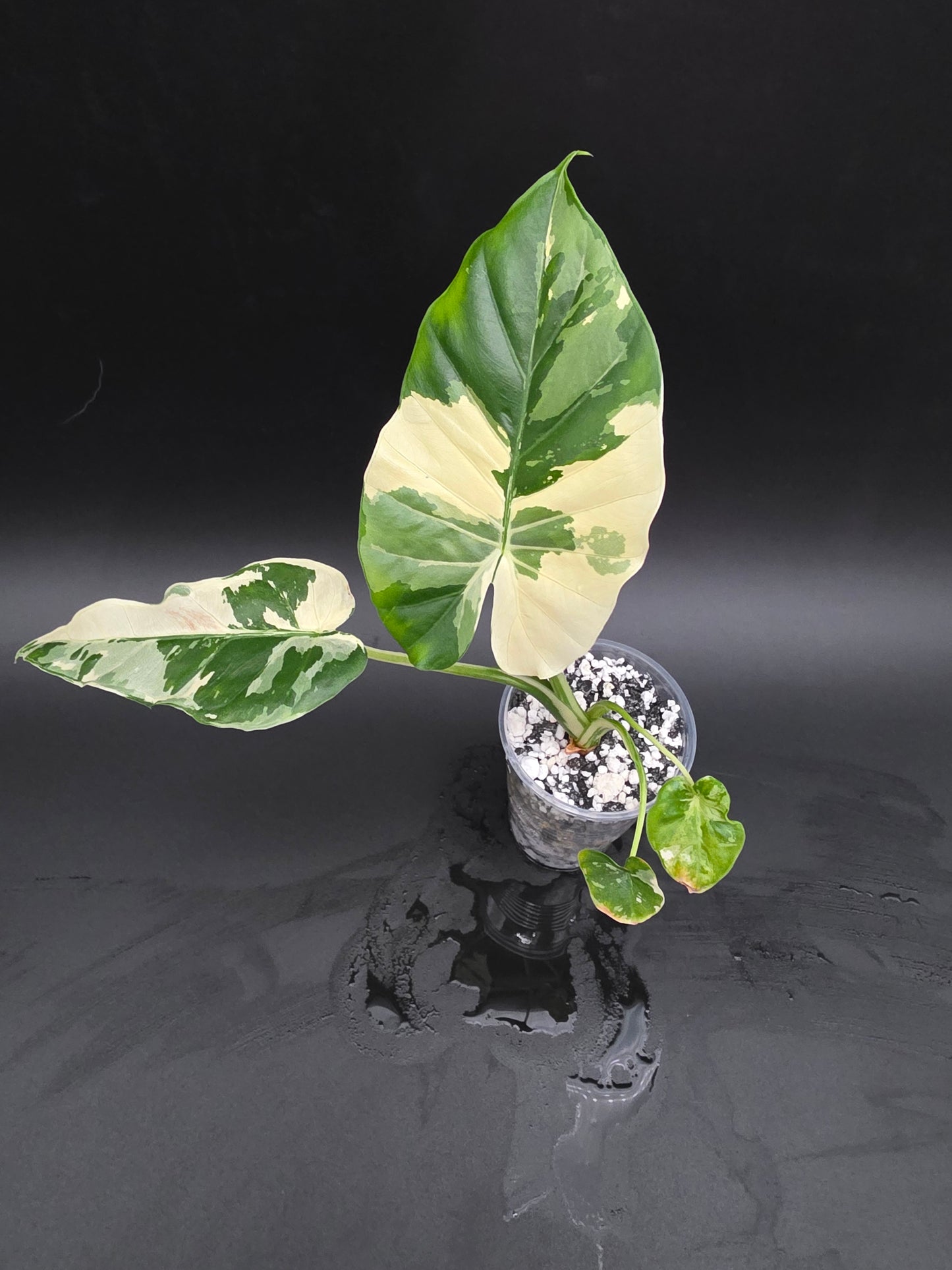 Alocasia NOID Albo - Medium pot