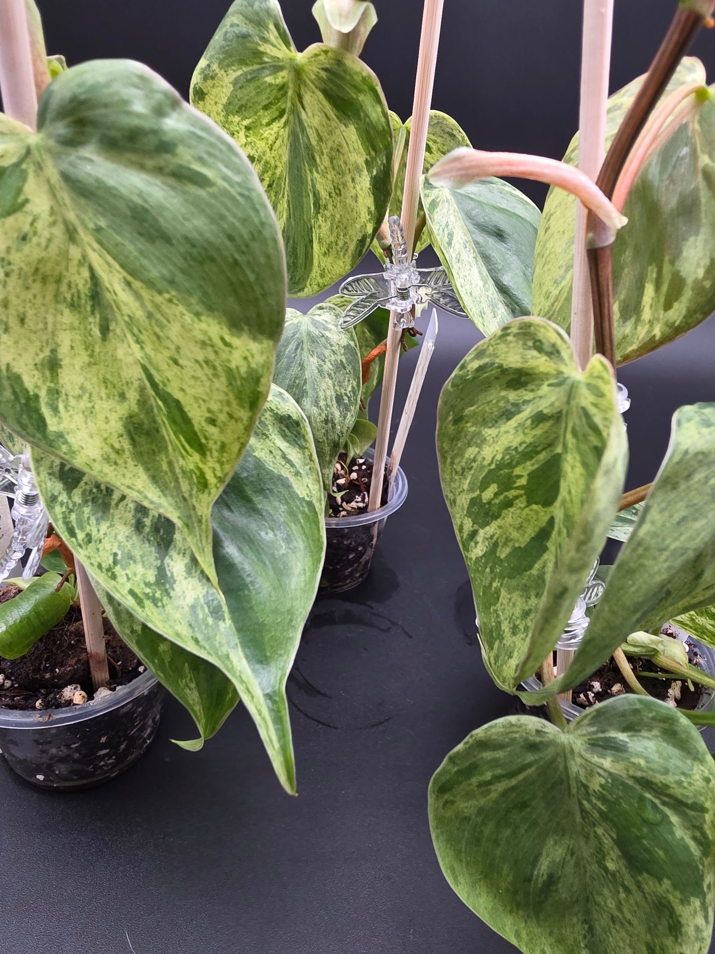 Philodendron Heartleaf Variegated