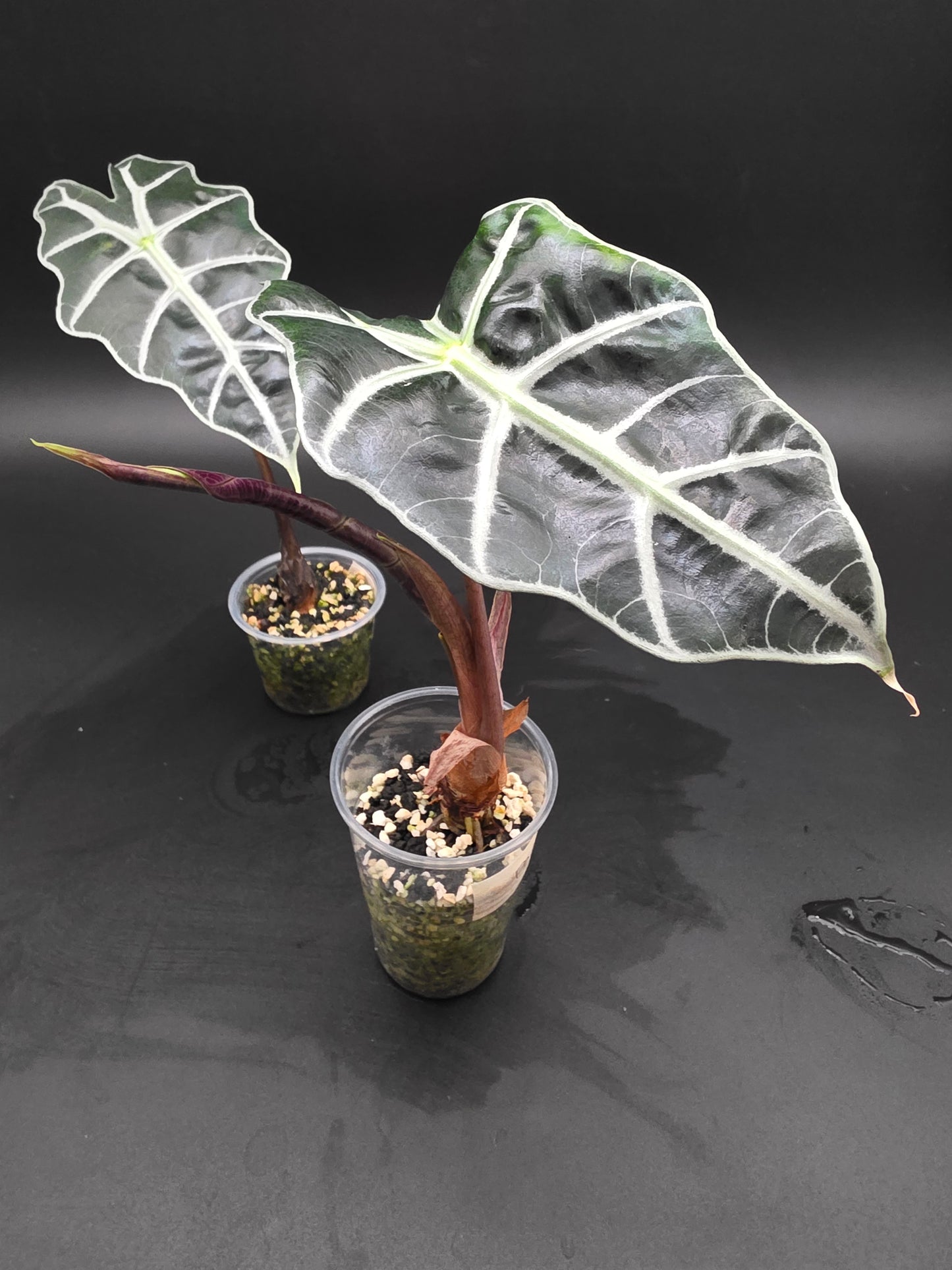 Alocasia Polly