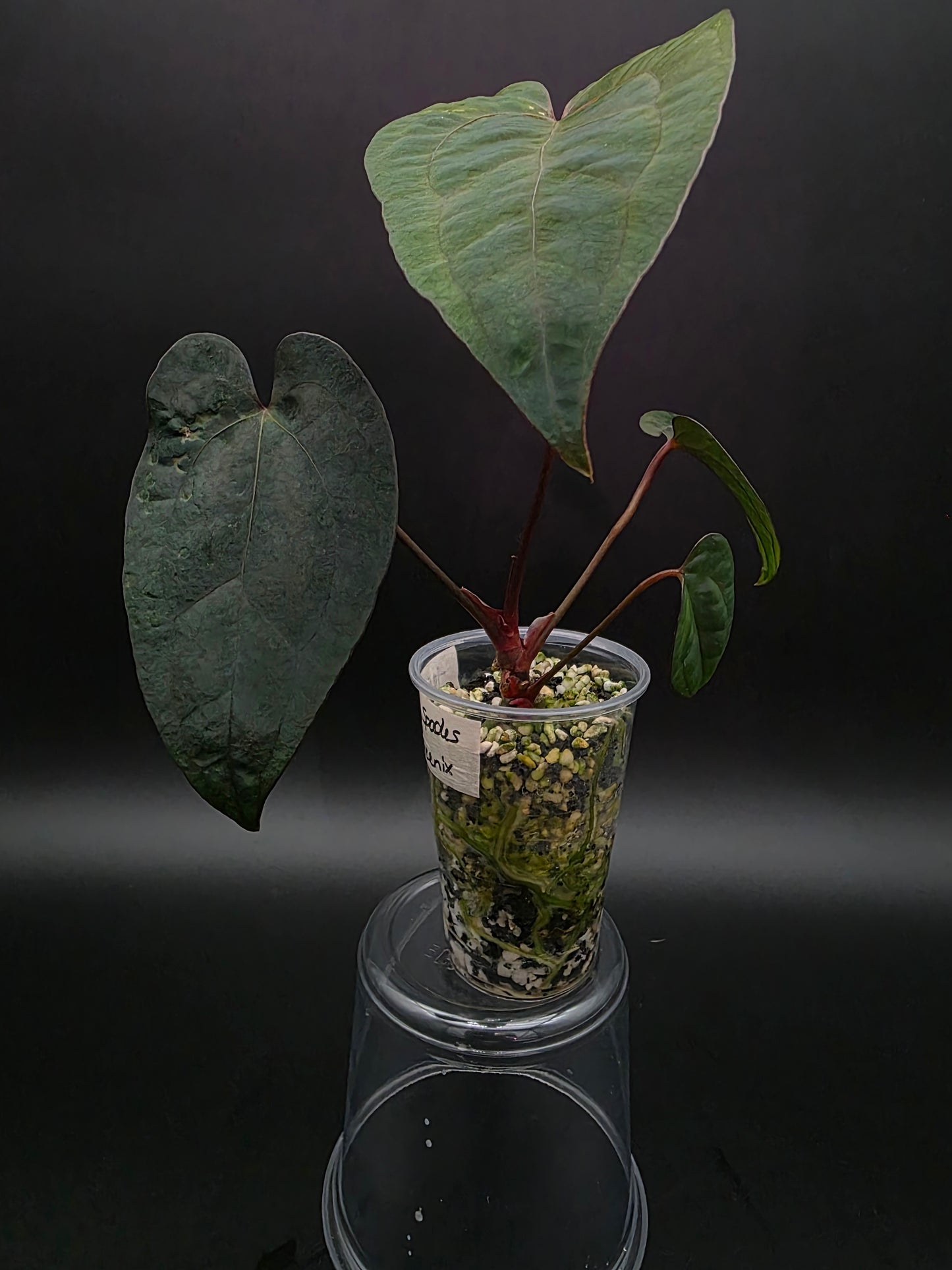 Anthurium Ace of Spades x Dark Phoenix- EXACT PLANT