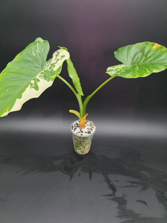 Alocasia NOID Albo Variegated Rare LARGE Variegated Alocasia with Cream and White Patterning