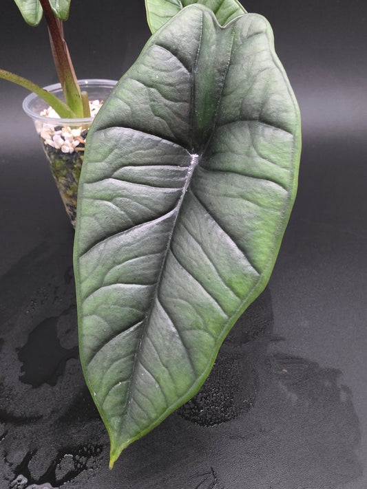 Alocasia Platinum Silver-Grey Alocasia with Metallic Sheen and Sculptural Form