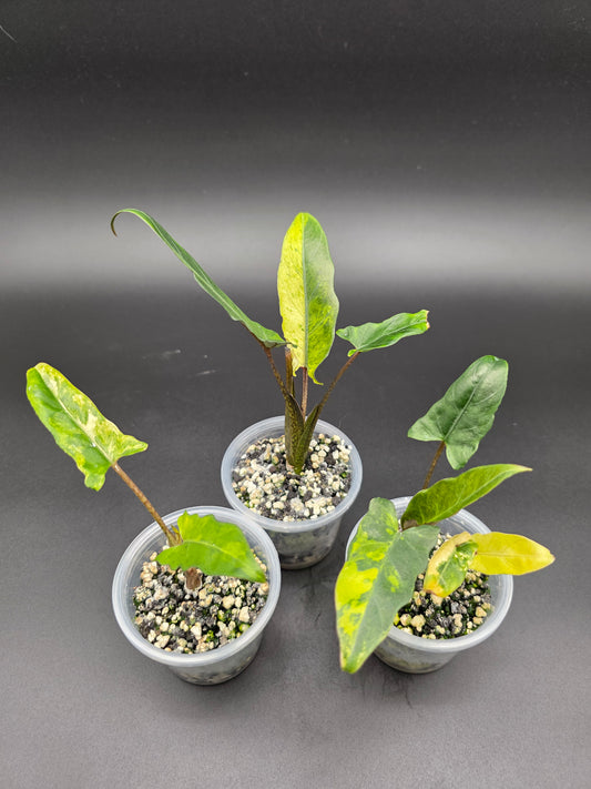 💛 Alocasia Lauterbachiana Var. Aurea – Rare Yellow Aurea Variegated Alocasia