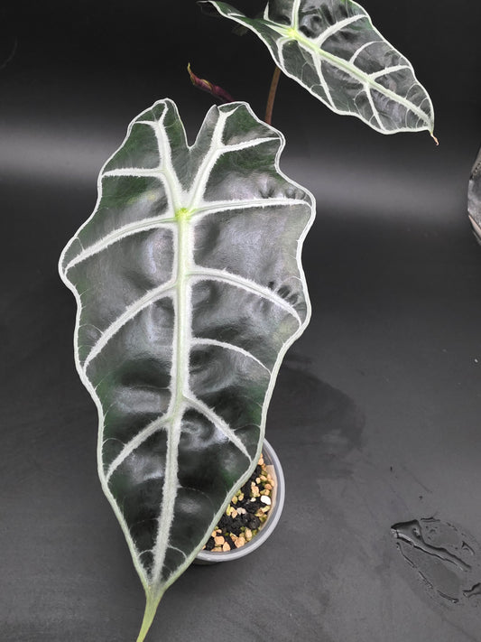 Alocasia Polly Compact Alocasia with Deep Green Leaves and Bold White Veining