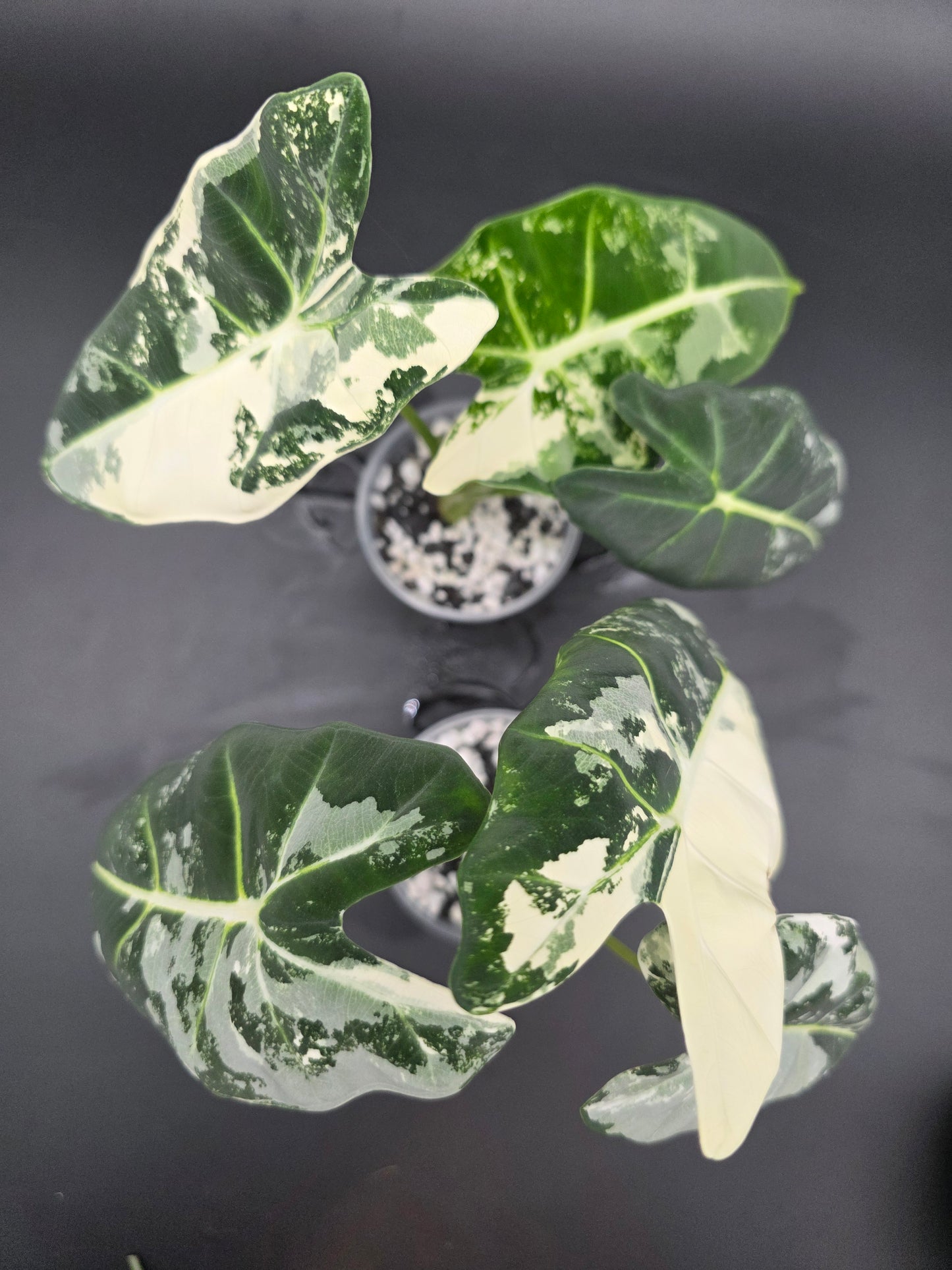 Alocasia Frydek Variegated Variegated Green Velvet Alocasia with White Patterning