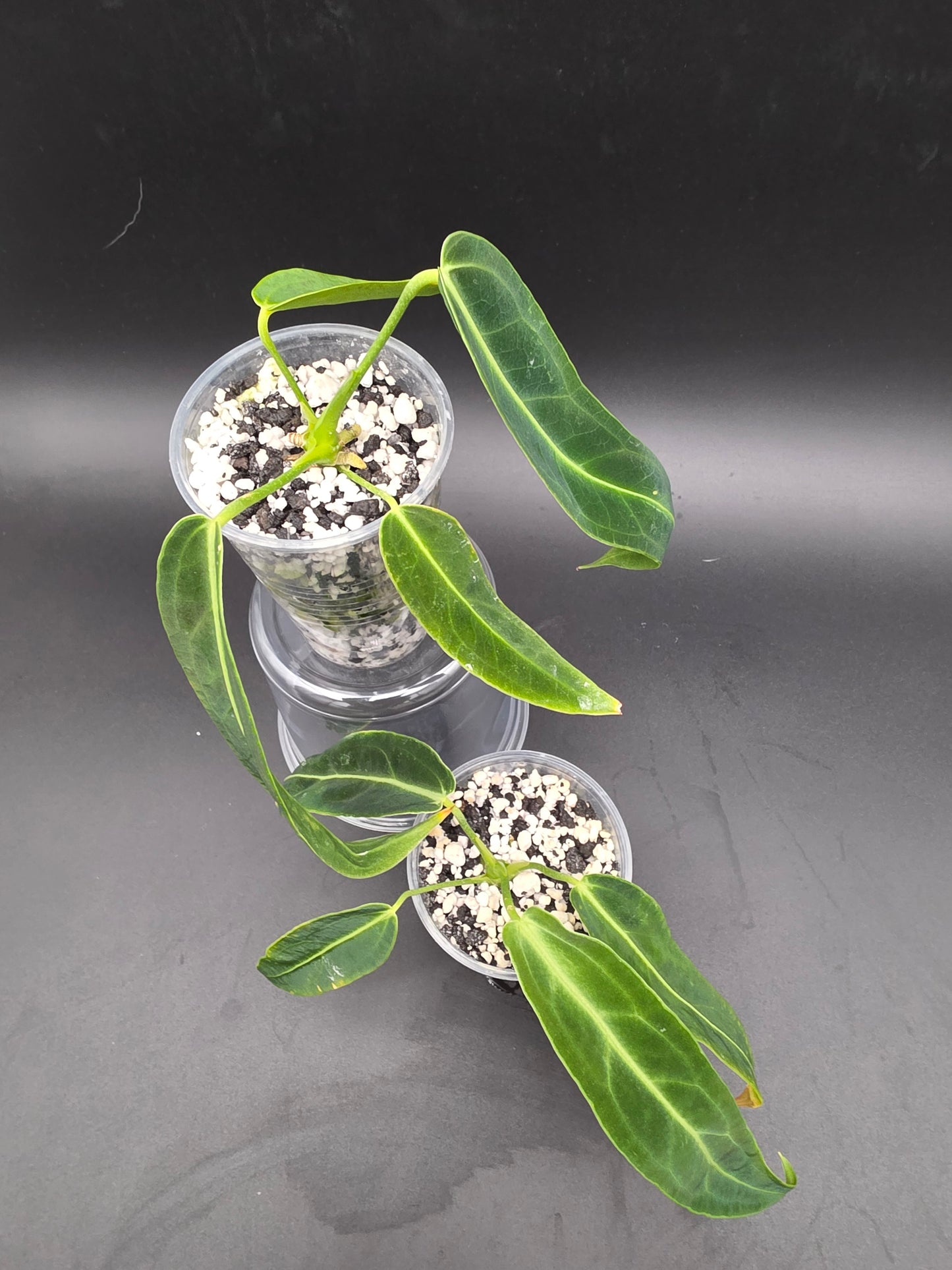 Anthurium Warocqueanum Medium Queen Anthurium