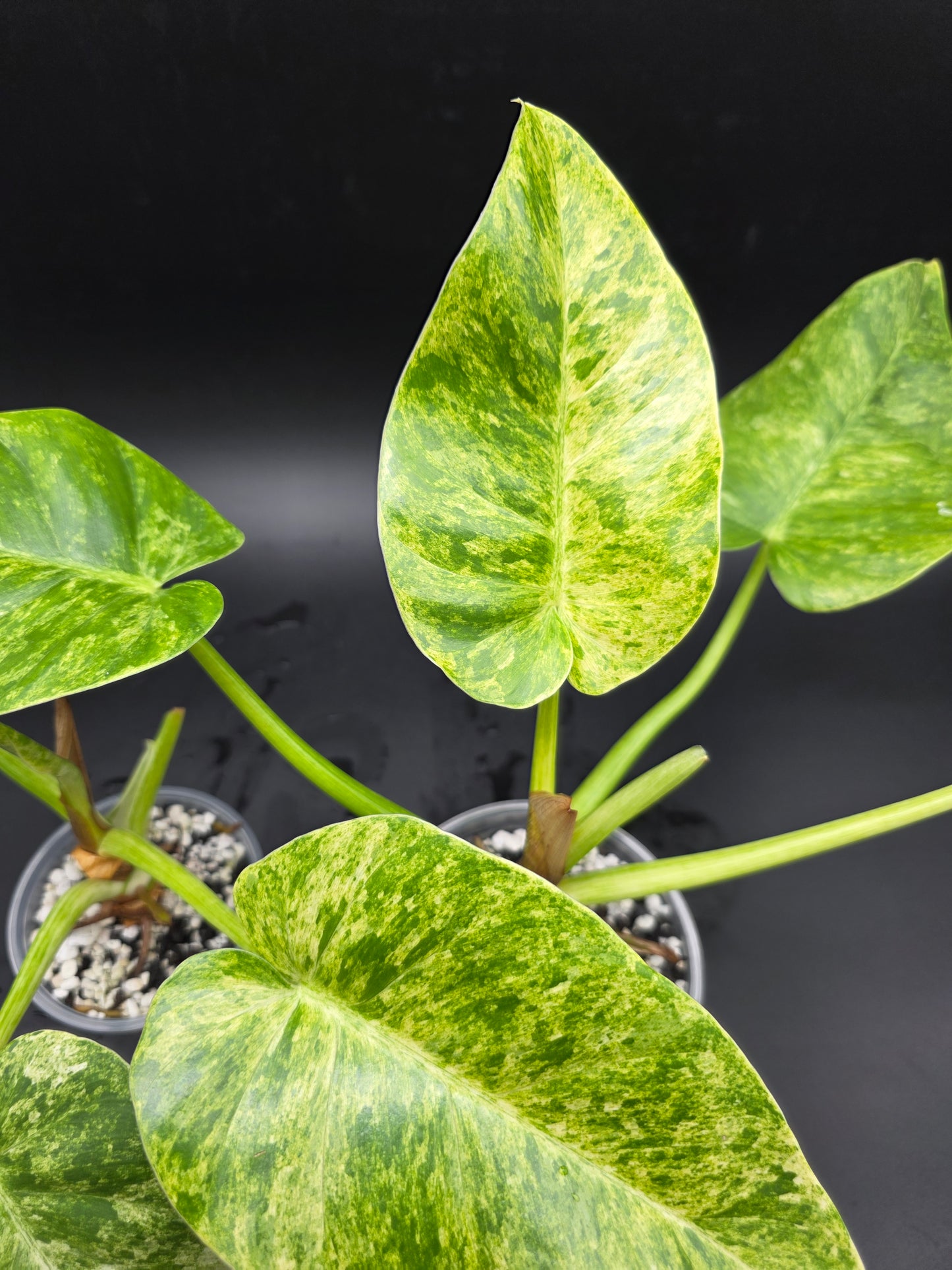 Philodendron Giganteum Blizzard