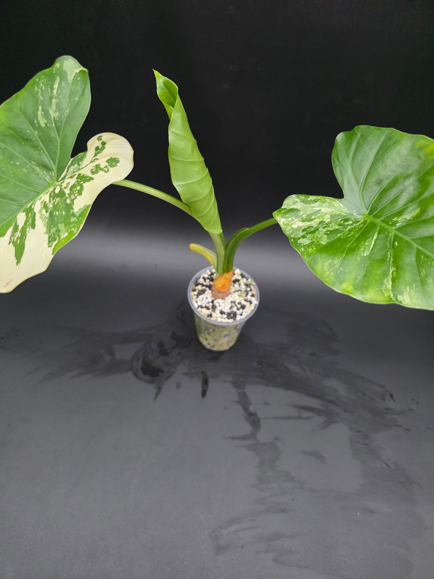 Alocasia NOID Albo Variegated Rare LARGE Variegated Alocasia with Cream and White Patterning