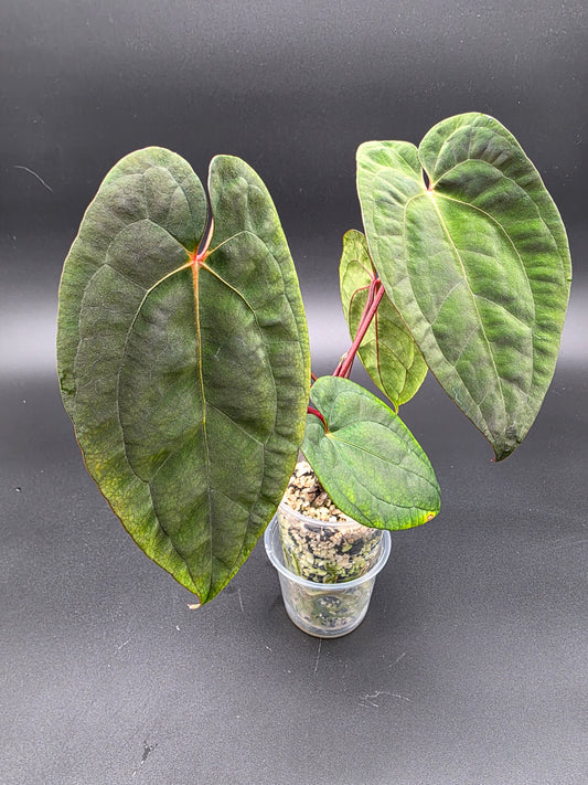 Anthurium Papi Red Stem – Rare Red-Petiole Aroid with Textured Velvet Foliage