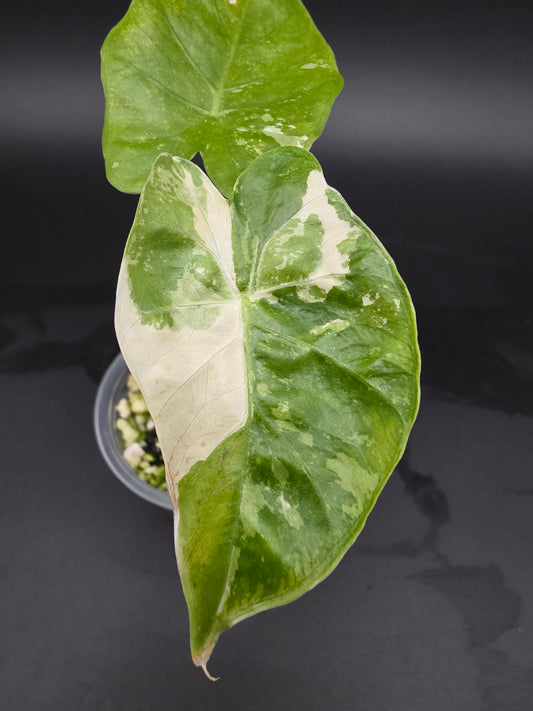 Alocasia NOID Albo Variegated Rare SMALL Variegated Alocasia with Cream and White Patterning (Copy) (Copy)