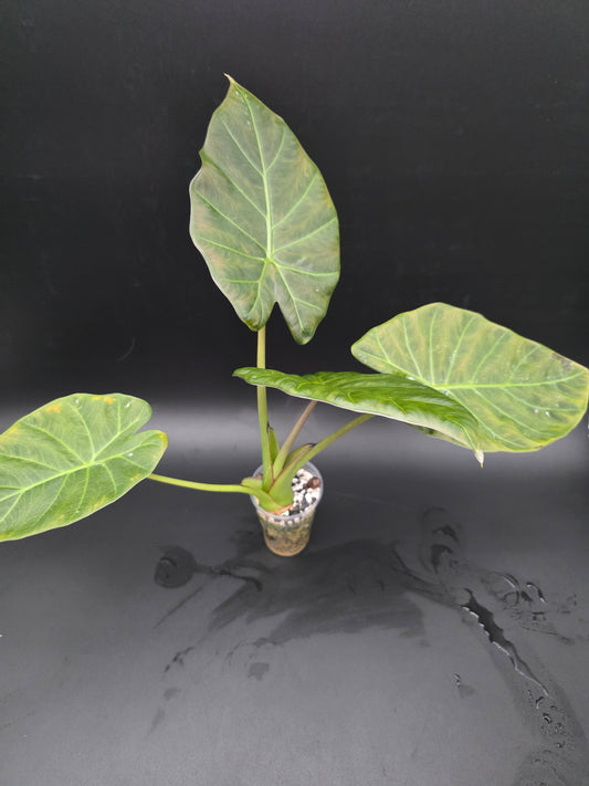 Alocasia Regal Shield Dark Foliage Elephant Ear Alocasia LARGE