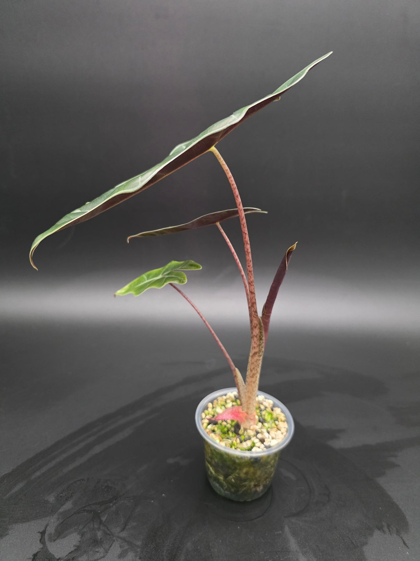 Alocasia Mayan Mask Textured Jewel Alocasia with Deep Veining and Sculpted Foliage