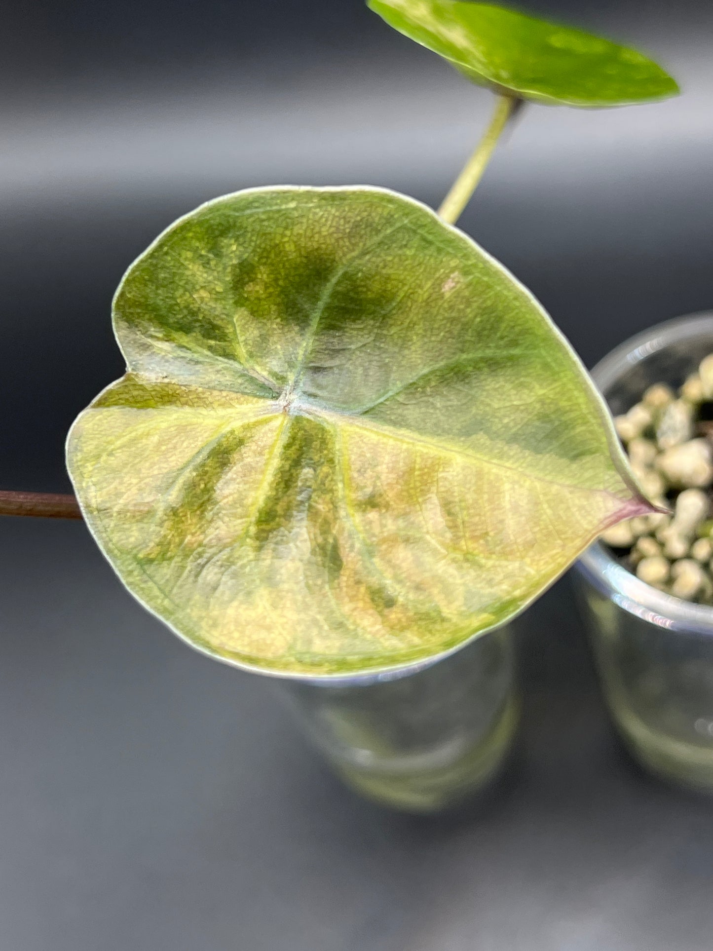 Alocasia Wentii PINK Variegated - Pups