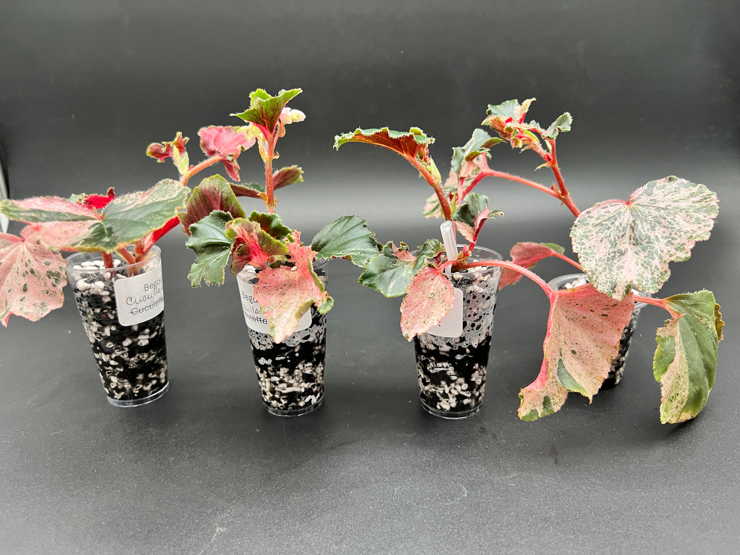 Begonia Pink Cucullata Variegated