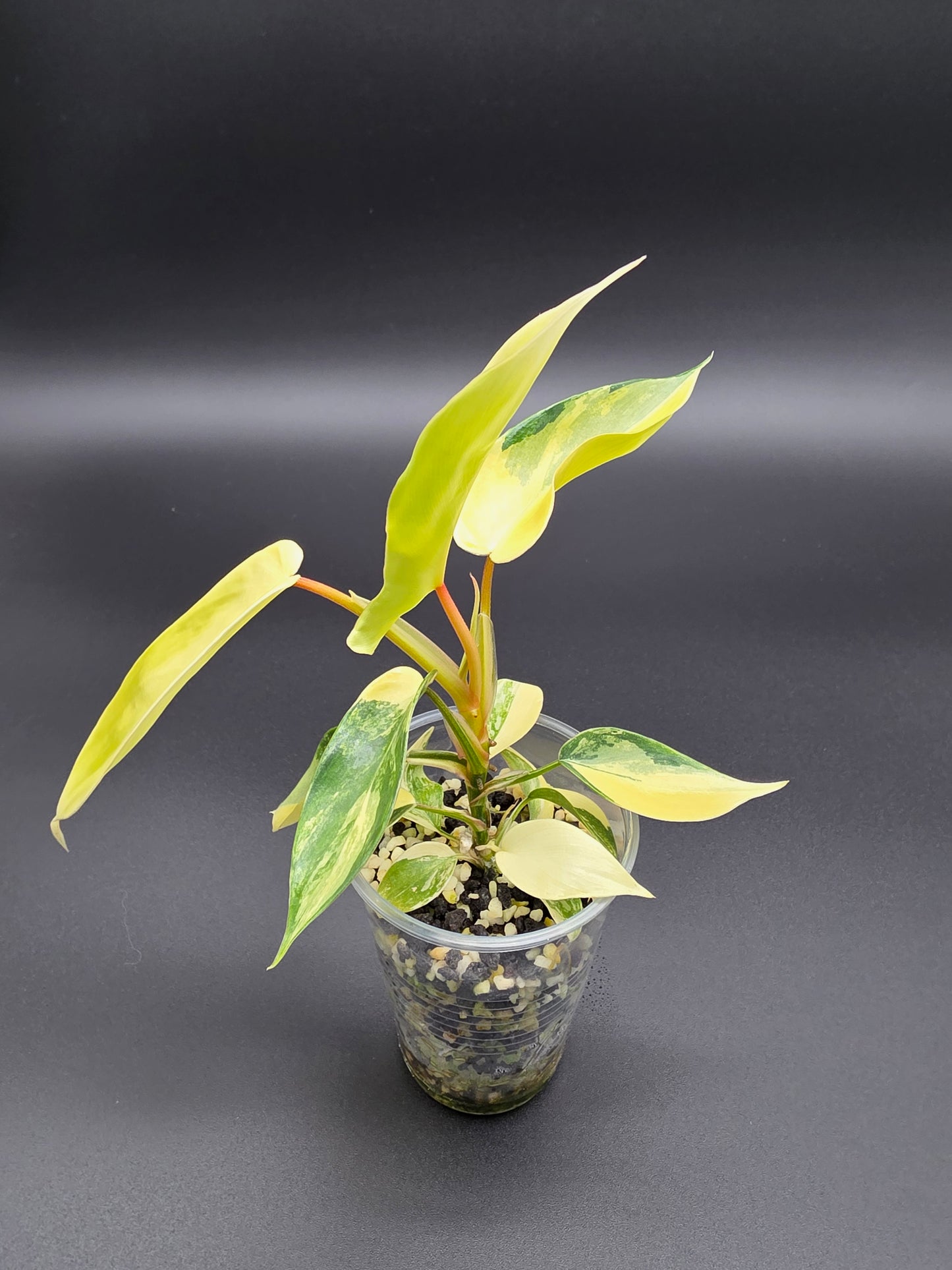 Philodendron ‘Florida Beauty’ – Variegated