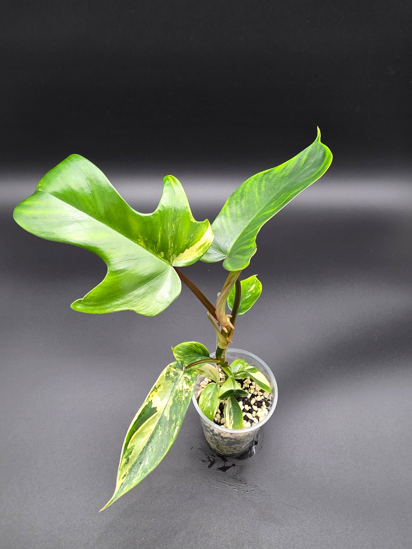Philodendron ‘Florida Beauty’ – Variegated
