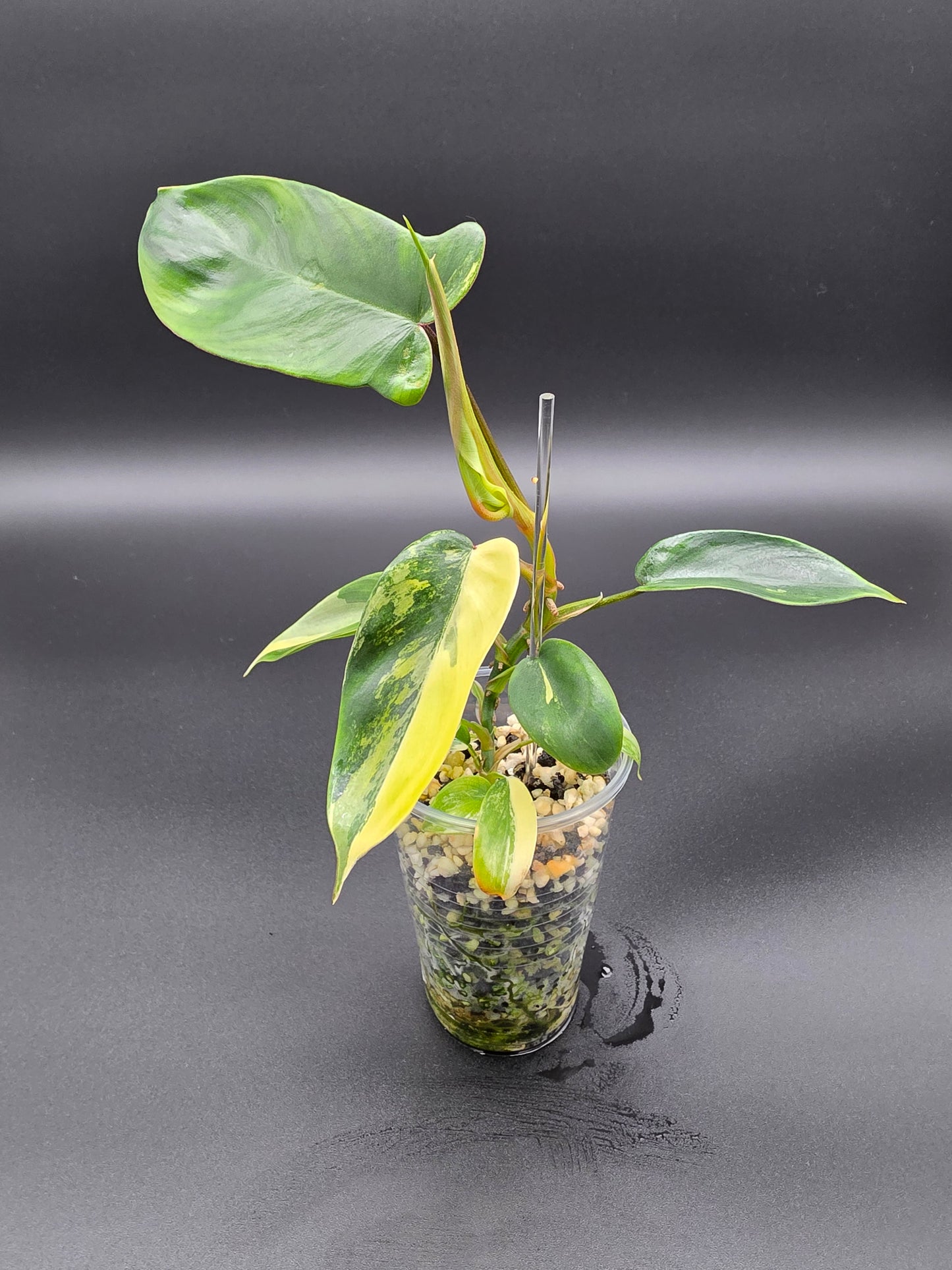 Philodendron ‘Florida Beauty’ – Variegated