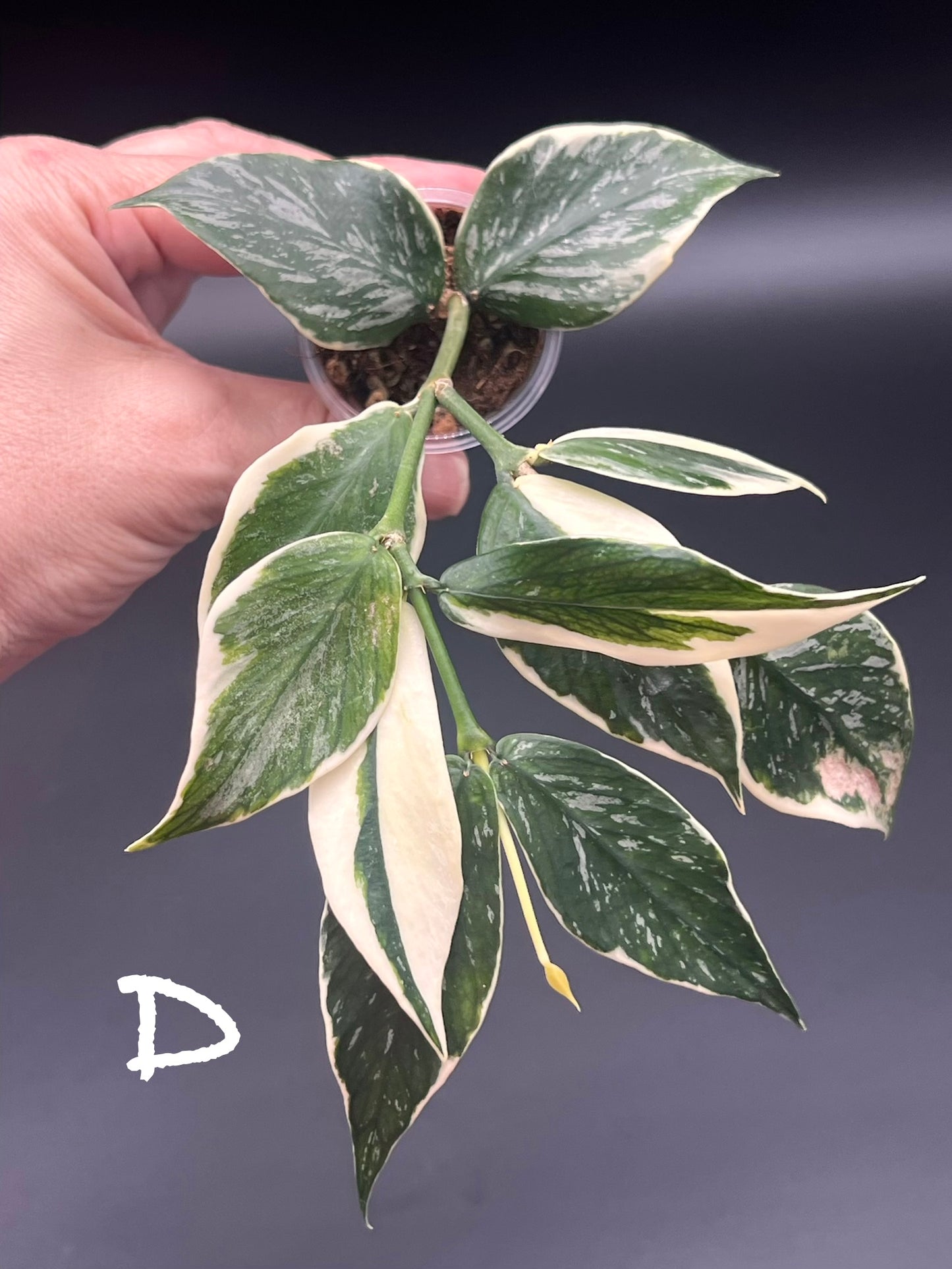 Hoya Polyneura "Jasminka" Splash