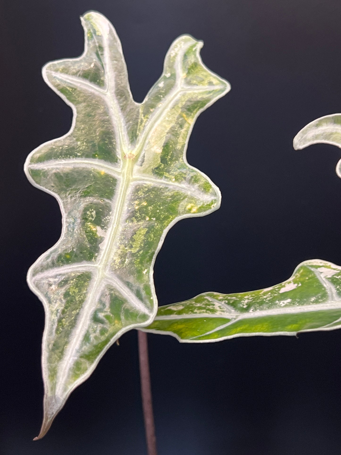 Alocasia Pink Nobilis Variegated - Growers Choice