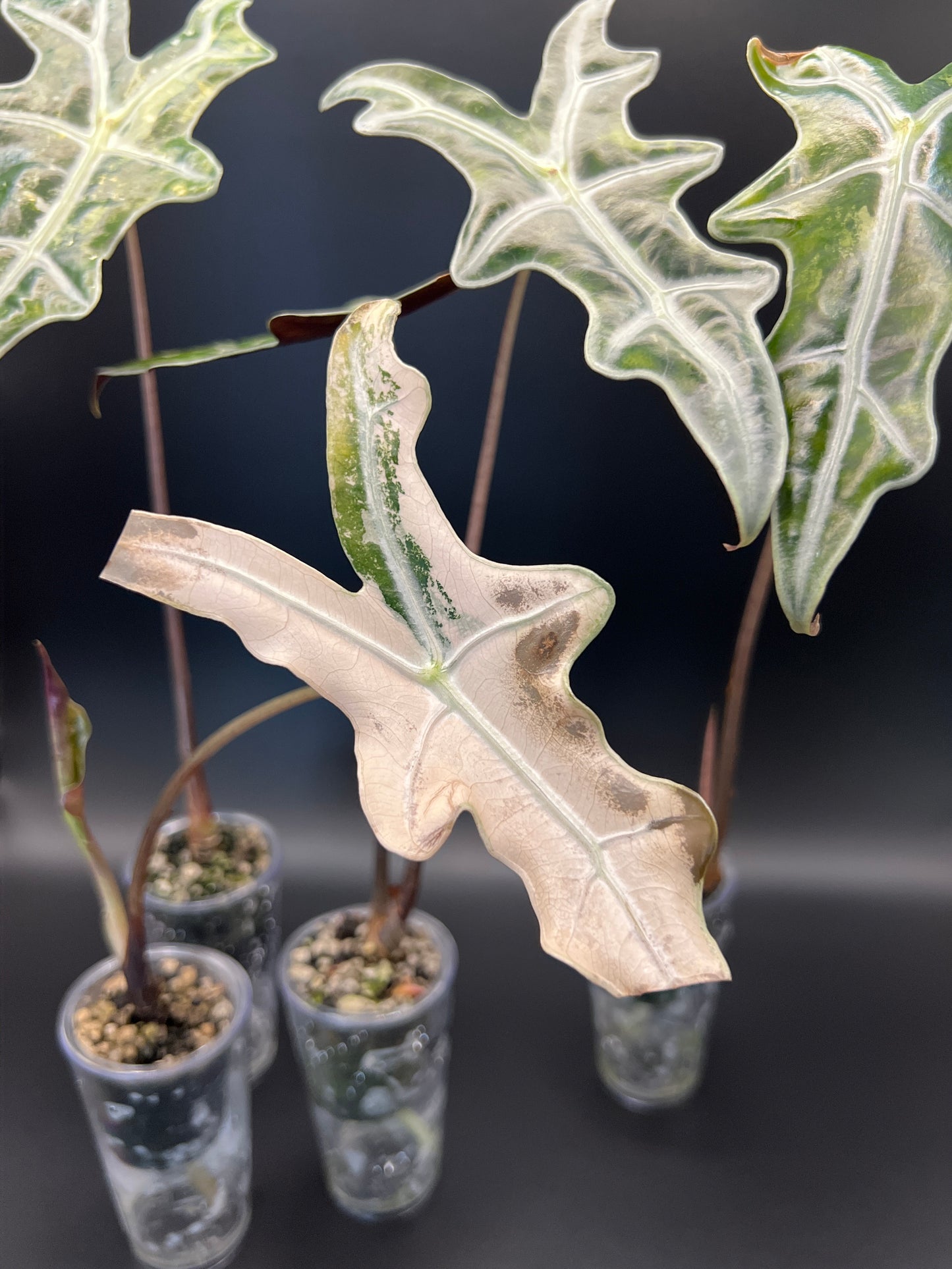 Alocasia Pink Nobilis Variegated - Growers Choice