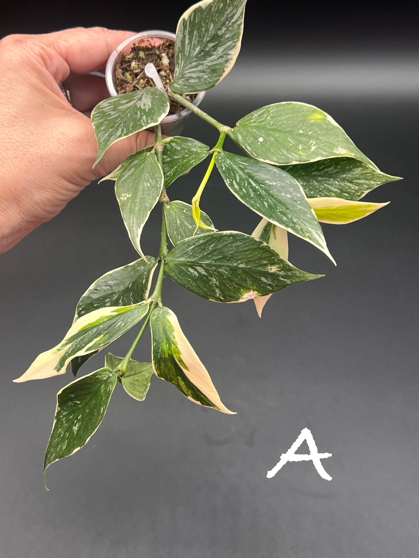 Hoya Polyneura "Jasminka" Splash