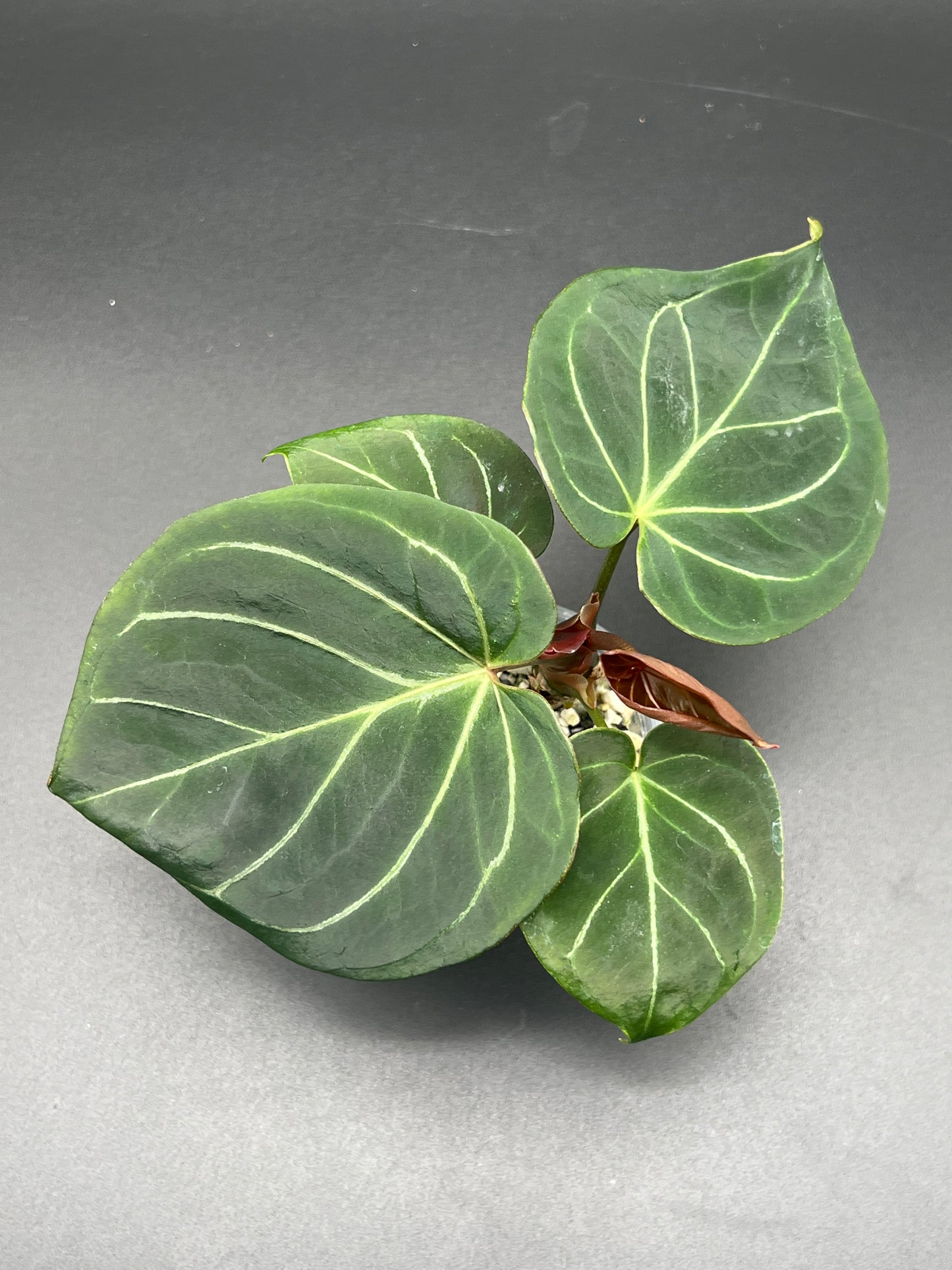 Anthurium KOS- King of Spades- Medium