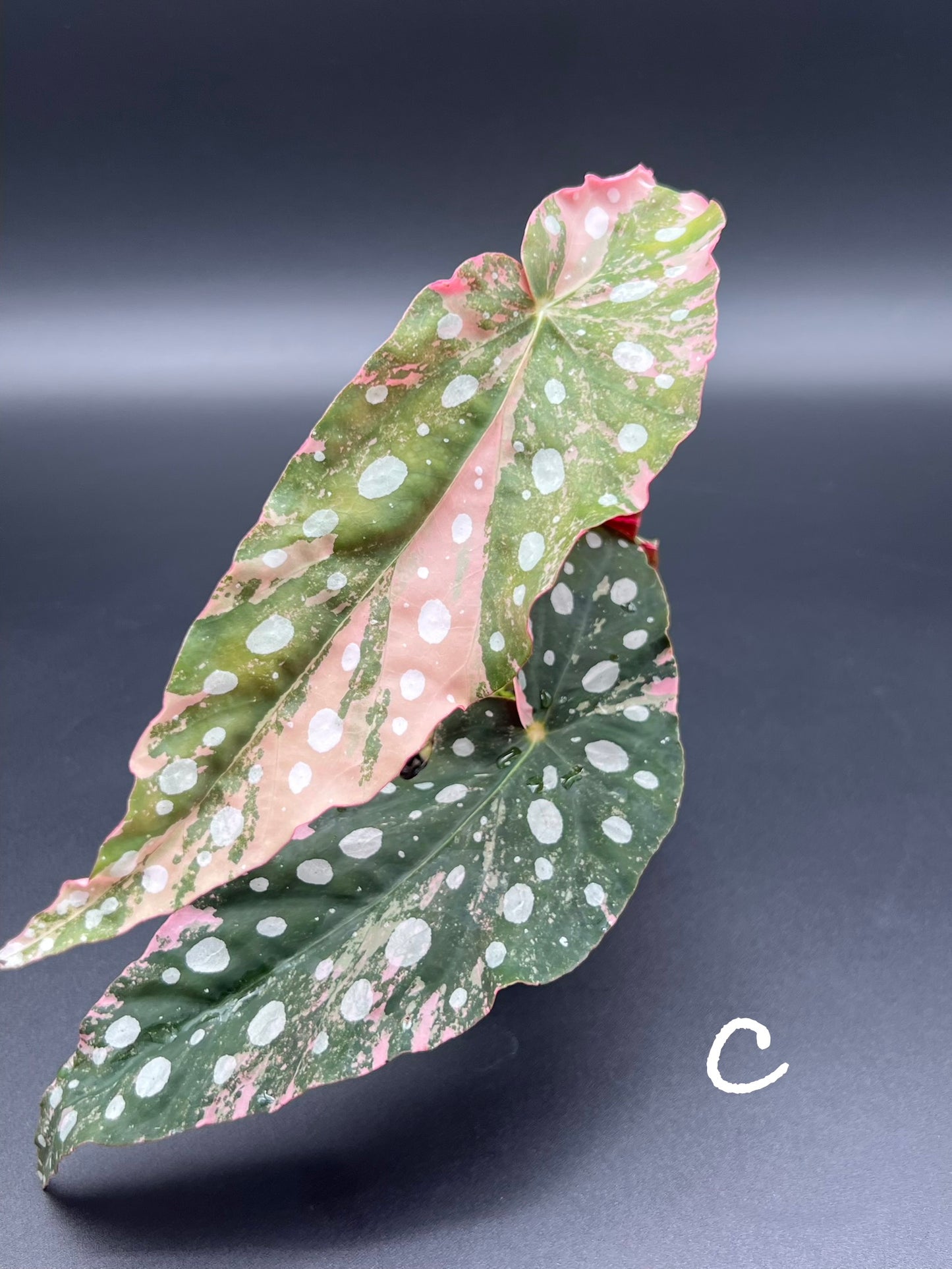 Begonia Maculata Pink Variegated
