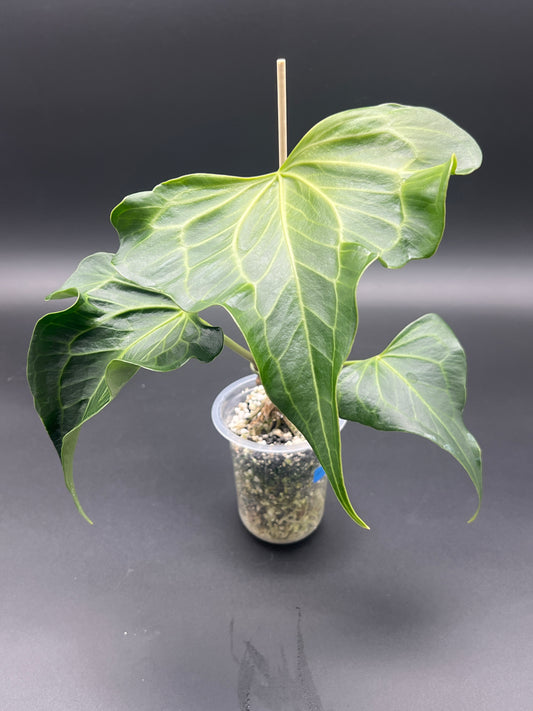 Anthurium Delta Force - Med/Large