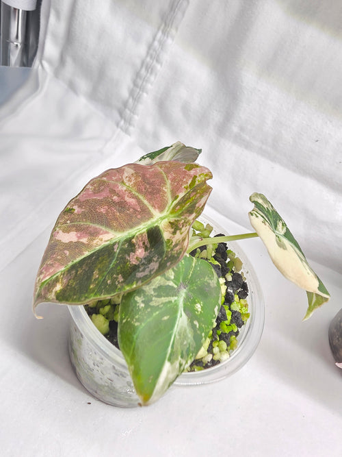 Alocasia Pink Black Velvet Variegated  |  Rare Collector Plant