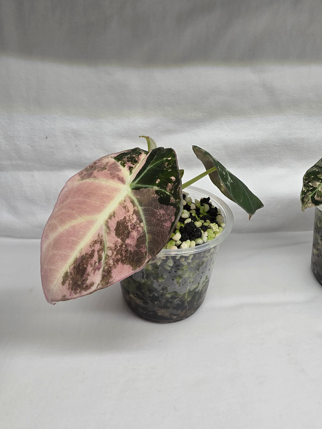 Alocasia Pink Black Velvet Variegated  |  Rare Collector Plant