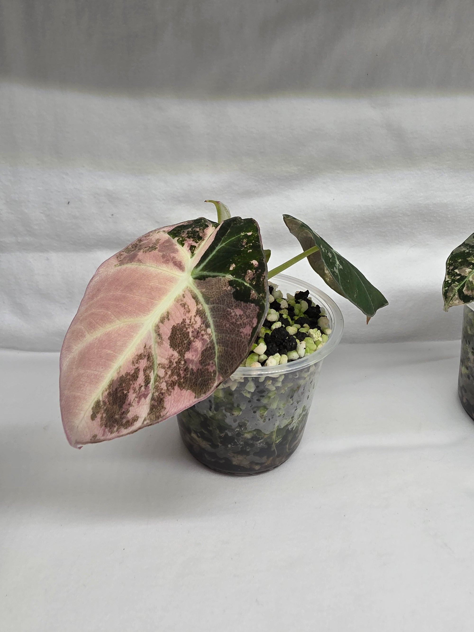 Alocasia Pink Black Velvet Variegated  |  Rare Collector Plant
