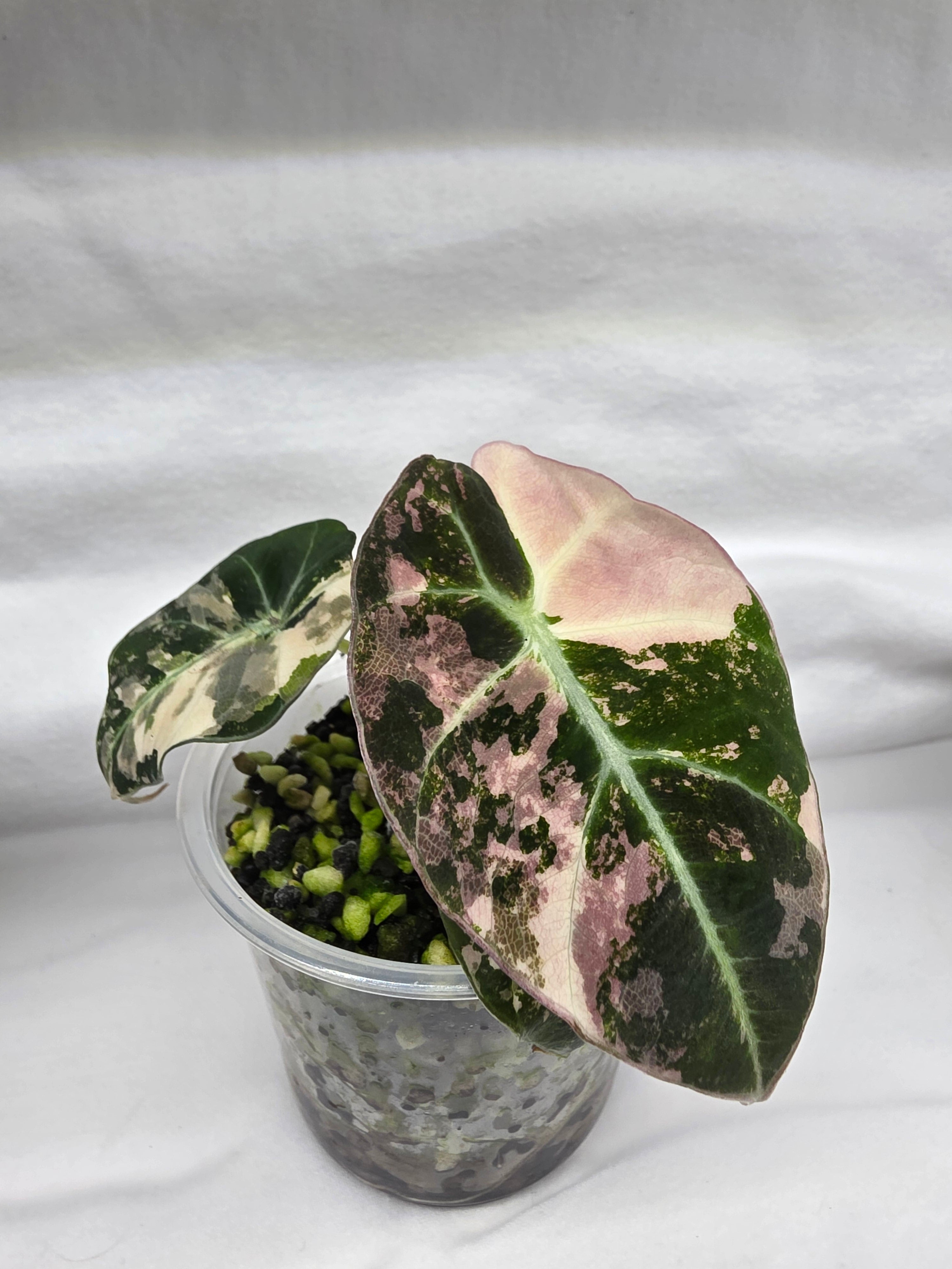 Alocasia Pink Black Velvet Variegated  |  Rare Collector Plant
