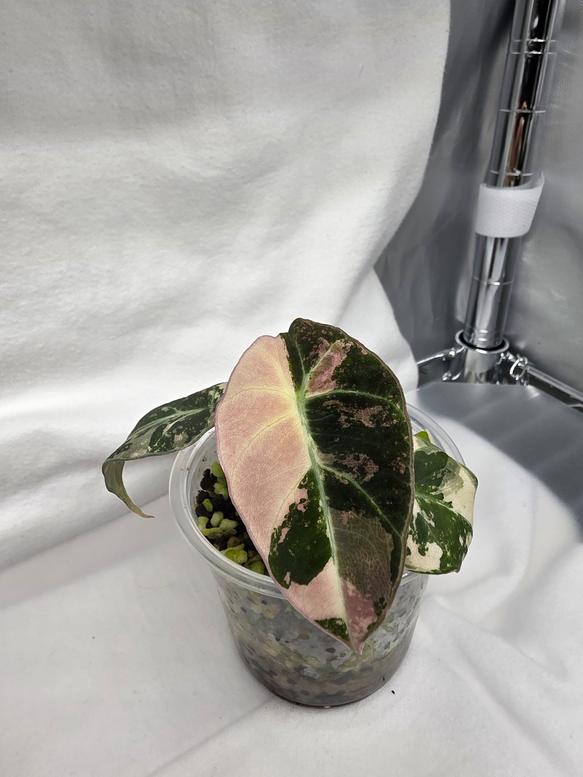 Alocasia Pink Black Velvet Variegated  |  Rare Collector Plant