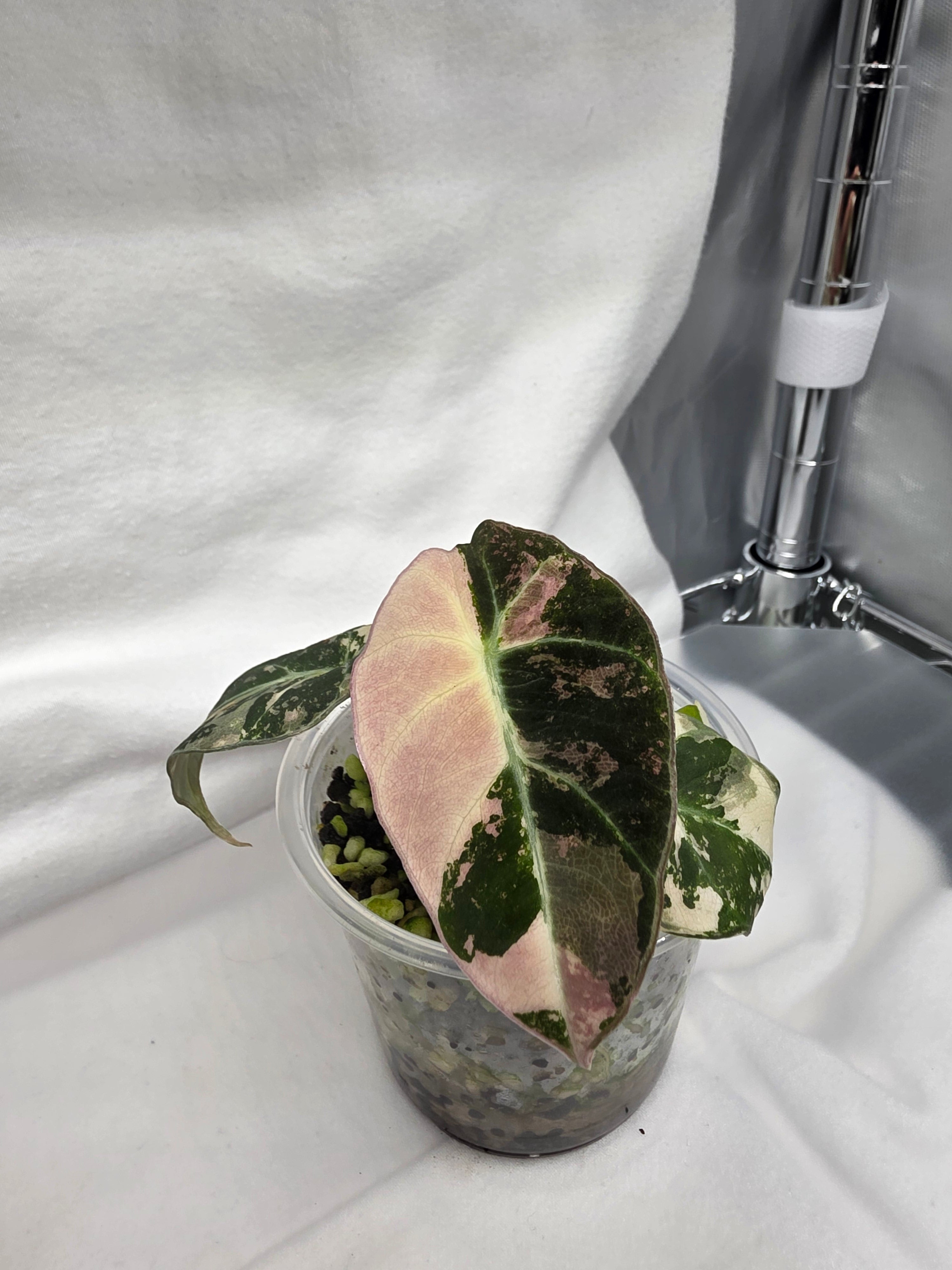 Alocasia Pink Black Velvet Variegated  |  Rare Collector Plant