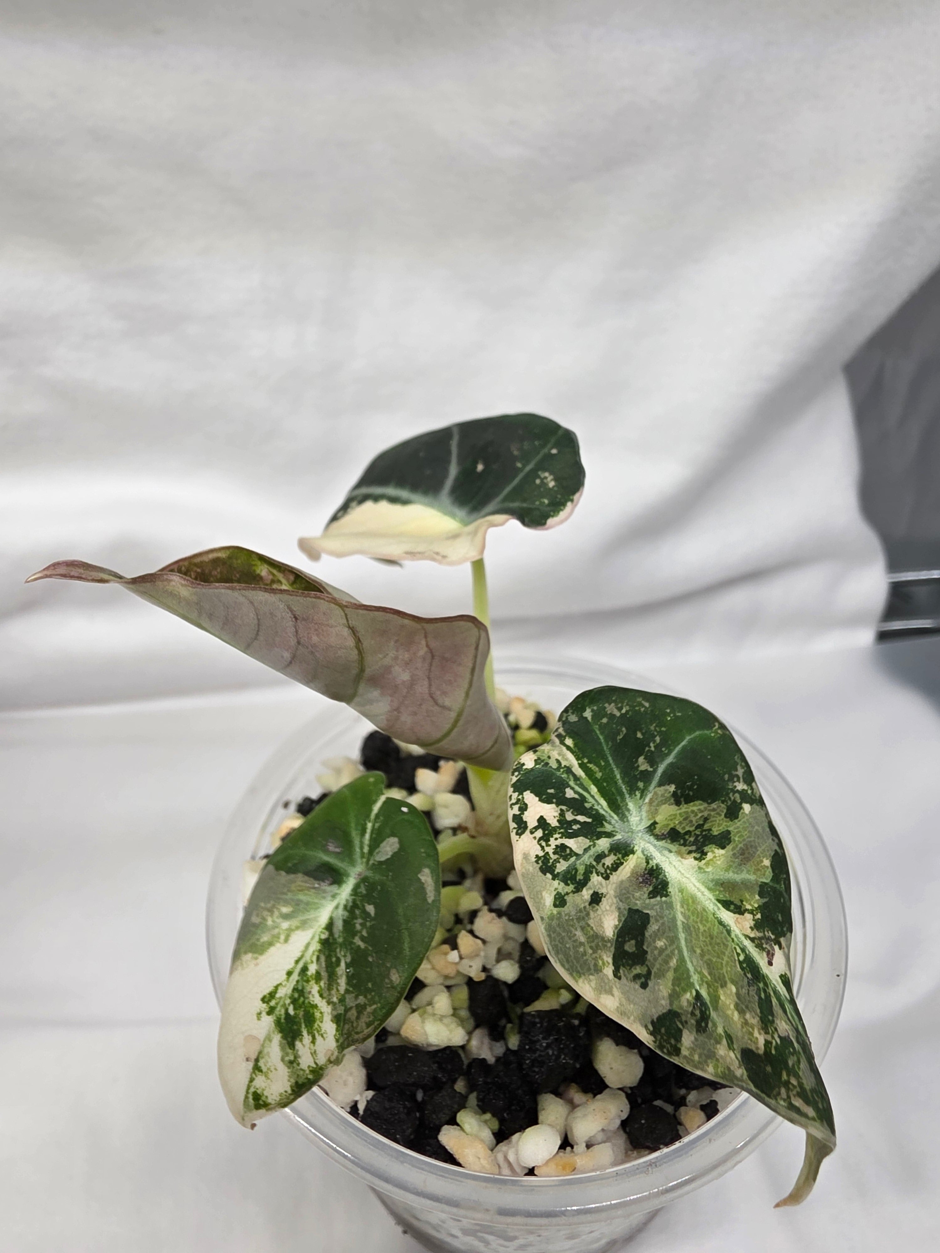 Alocasia Pink Black Velvet Variegated  |  Rare Collector Plant