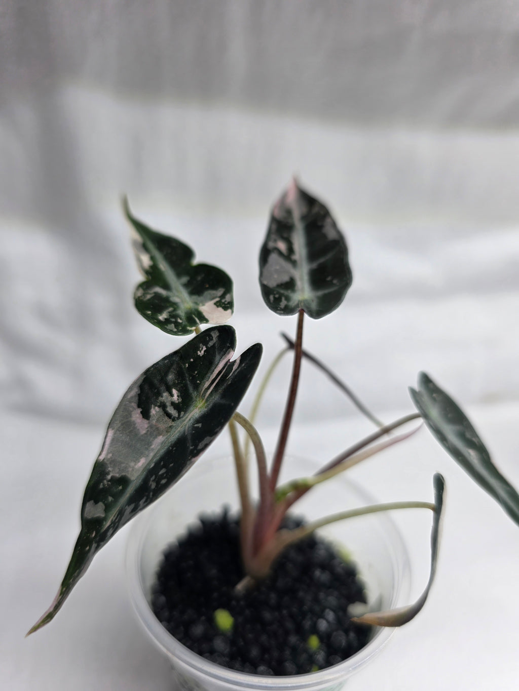 Alocasia ‘Pink Bambino’ – Variegated