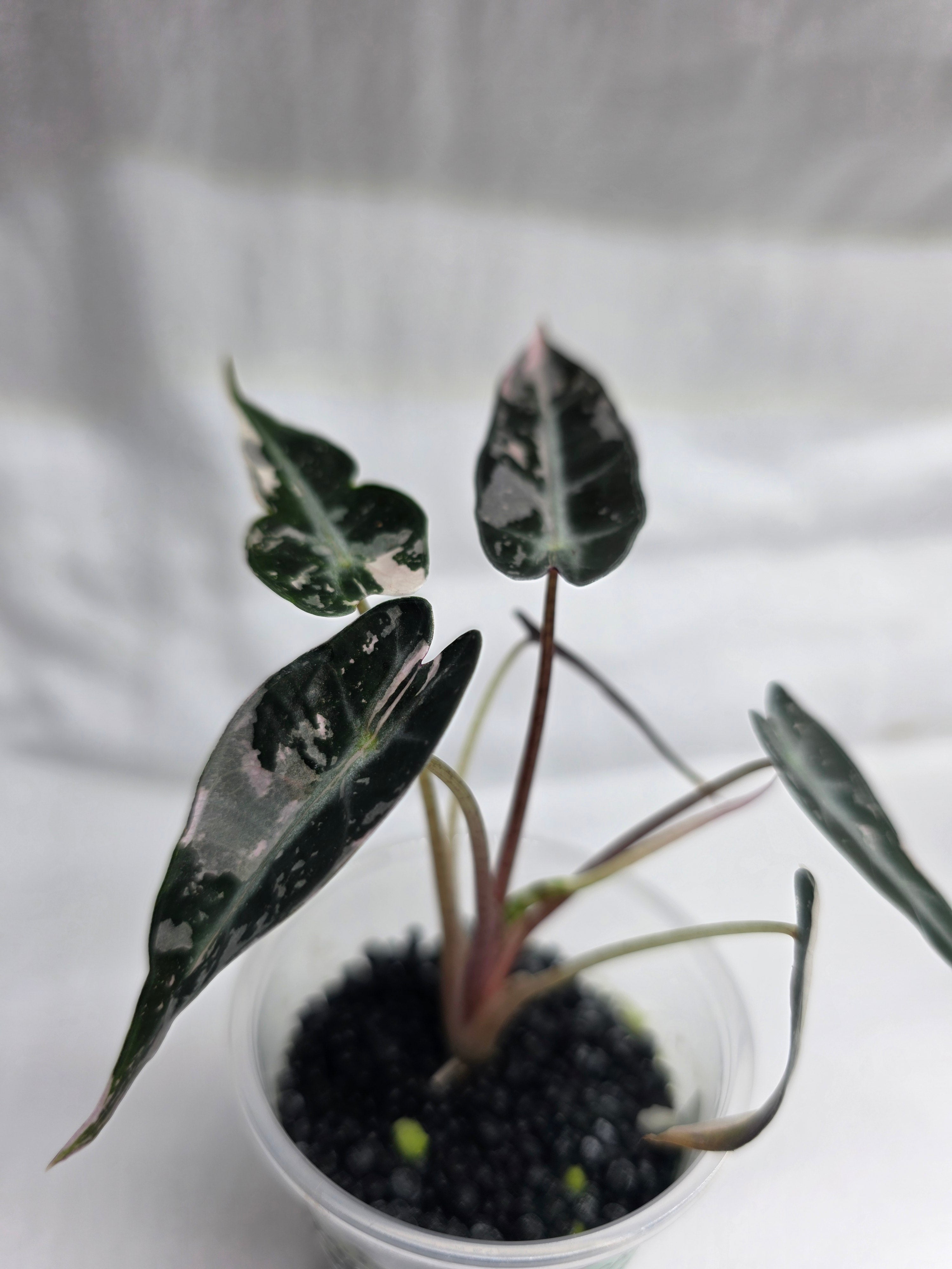 Alocasia ‘Pink Bambino’ – Variegated