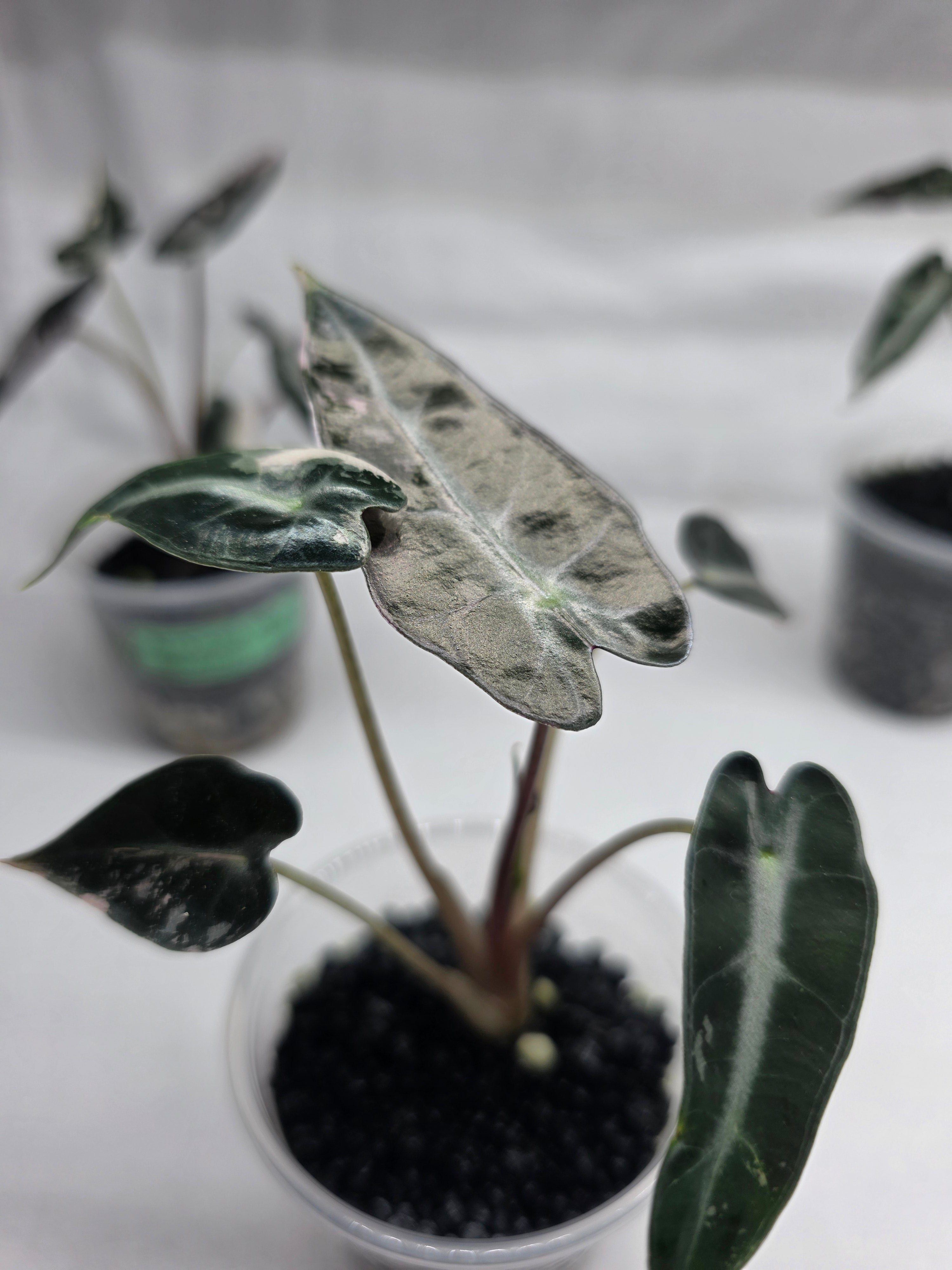 Alocasia ‘Pink Bambino’ – Variegated