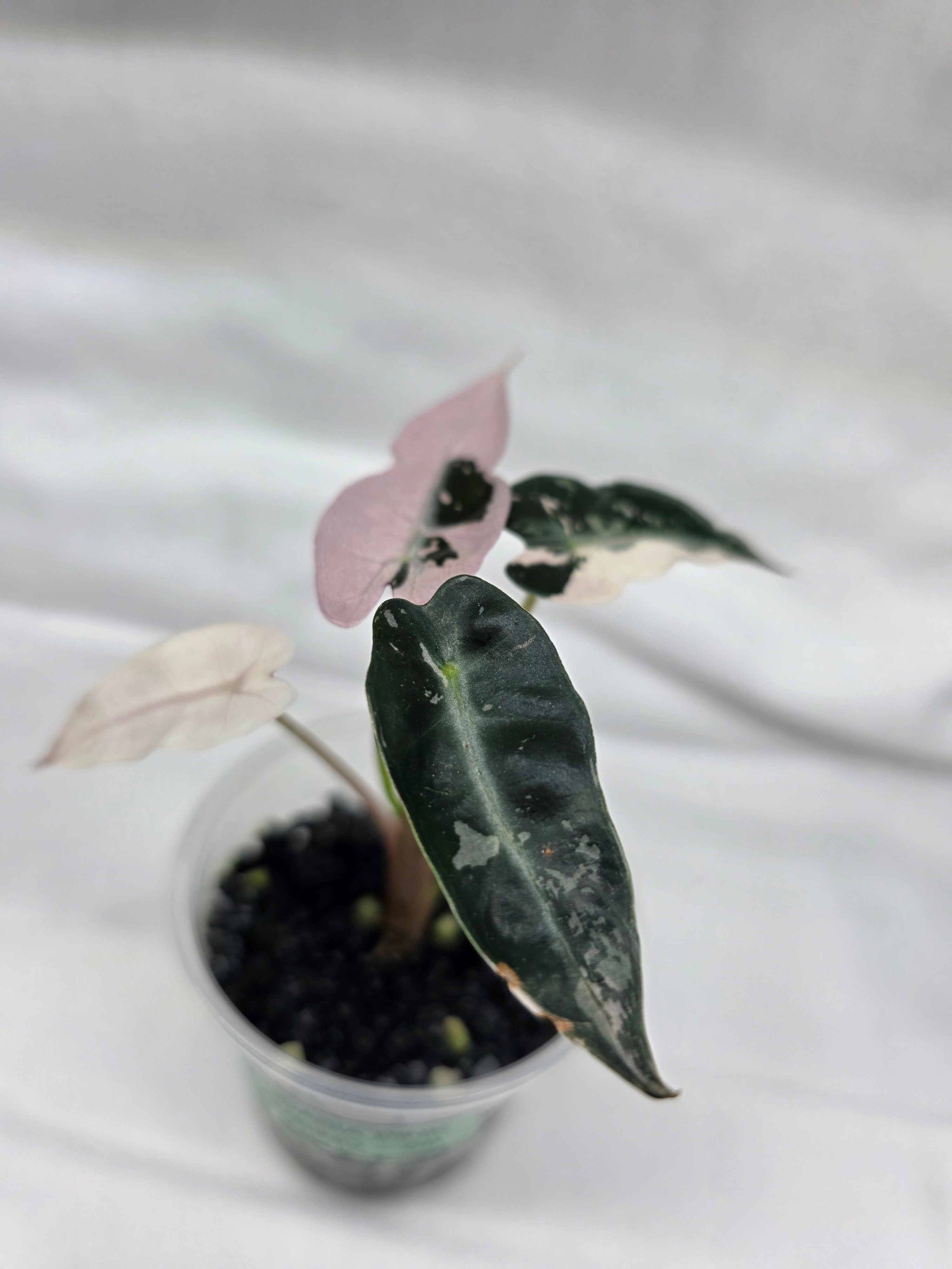 Alocasia ‘Pink Bambino’ – Variegated