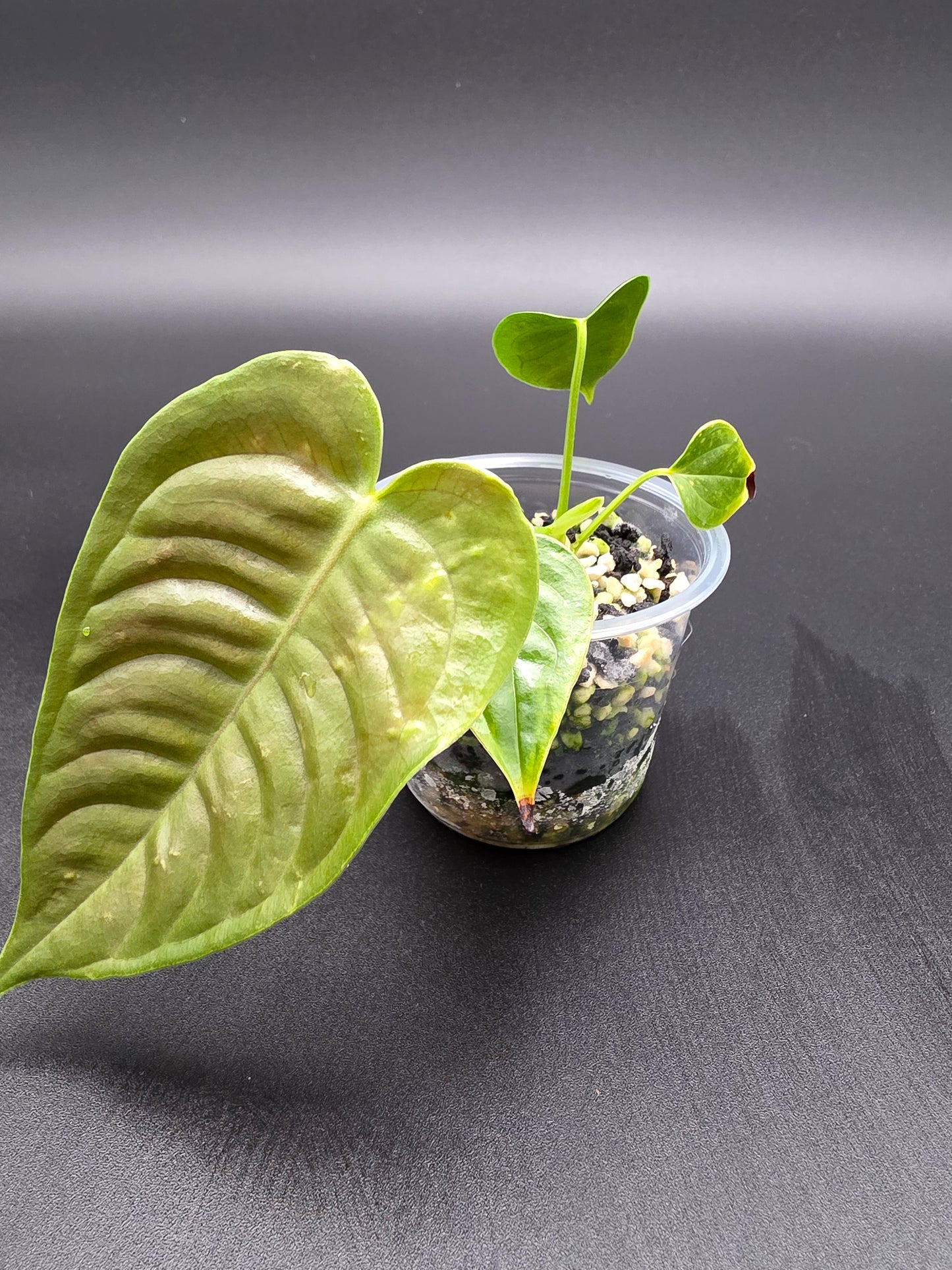 Anthurium Veitchii – “King Anthurium” with Long Ribbed Pendant Leaves