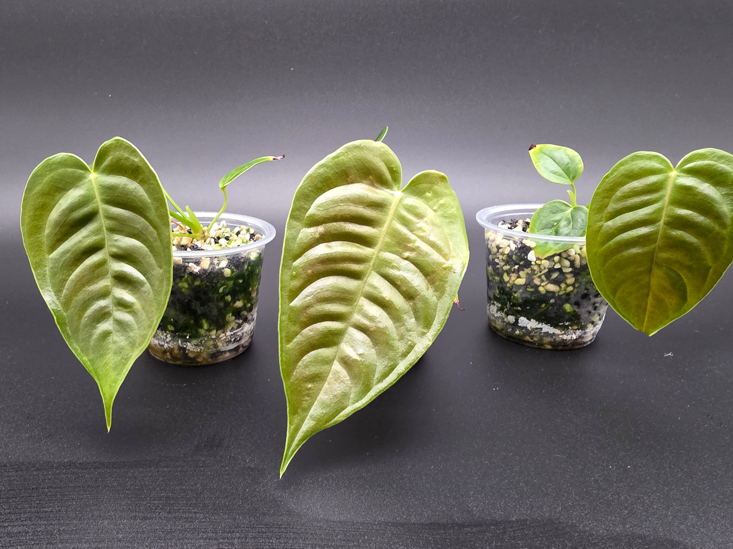 Anthurium Veitchii – “King Anthurium” with Long Ribbed Pendant Leaves